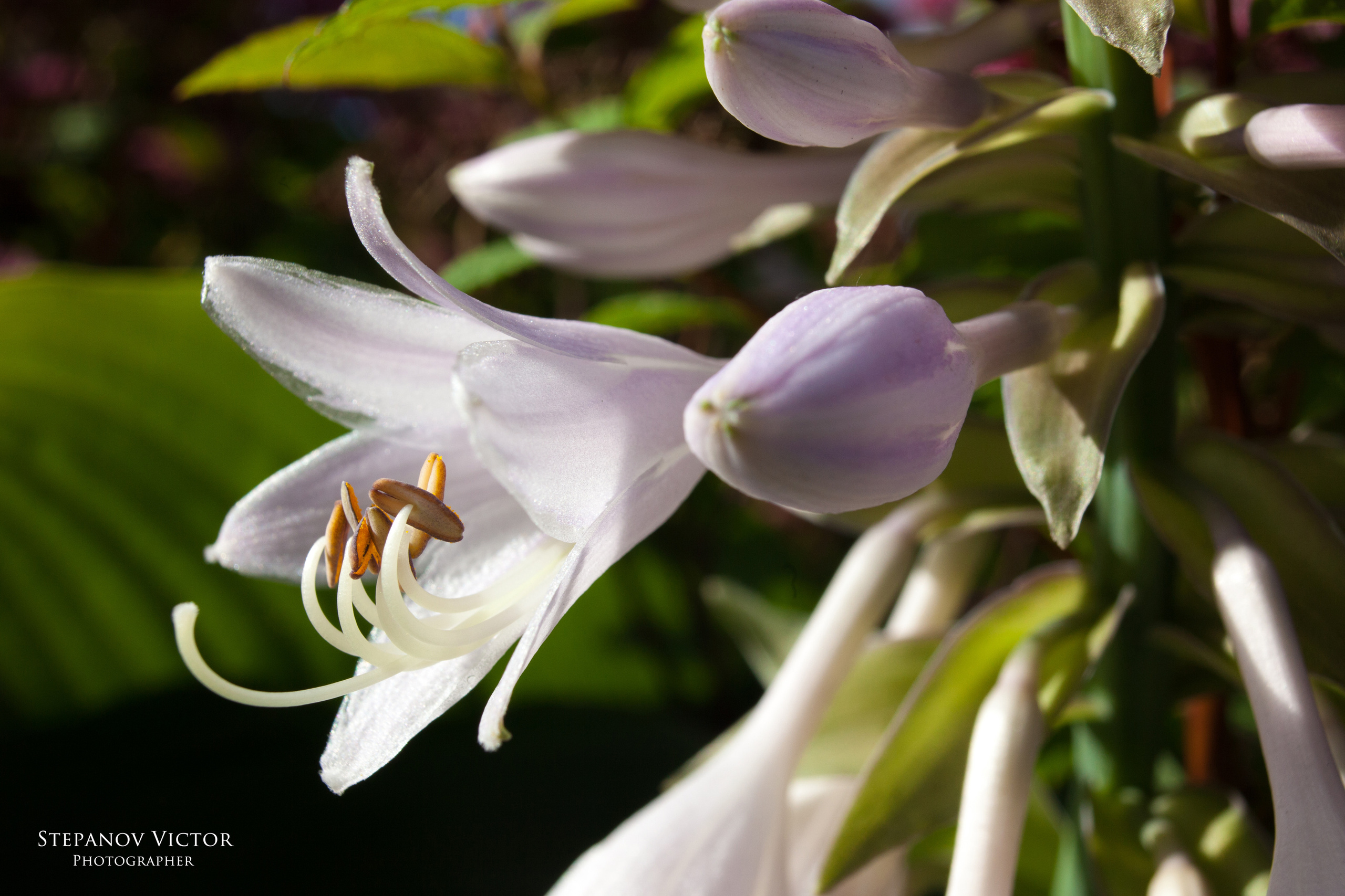 Фотографии растений Виктор Степанов. Фотограф Виктор Степанов