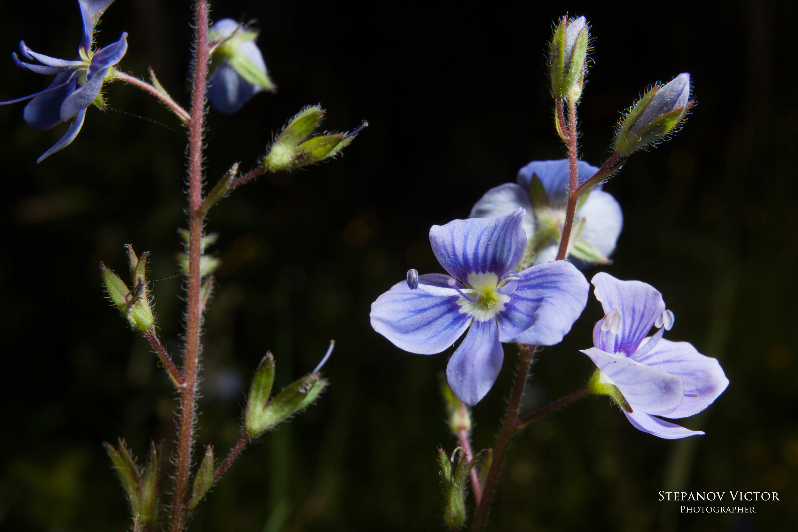 Фотографии растений Виктор Степанов. Фотограф Виктор Степанов