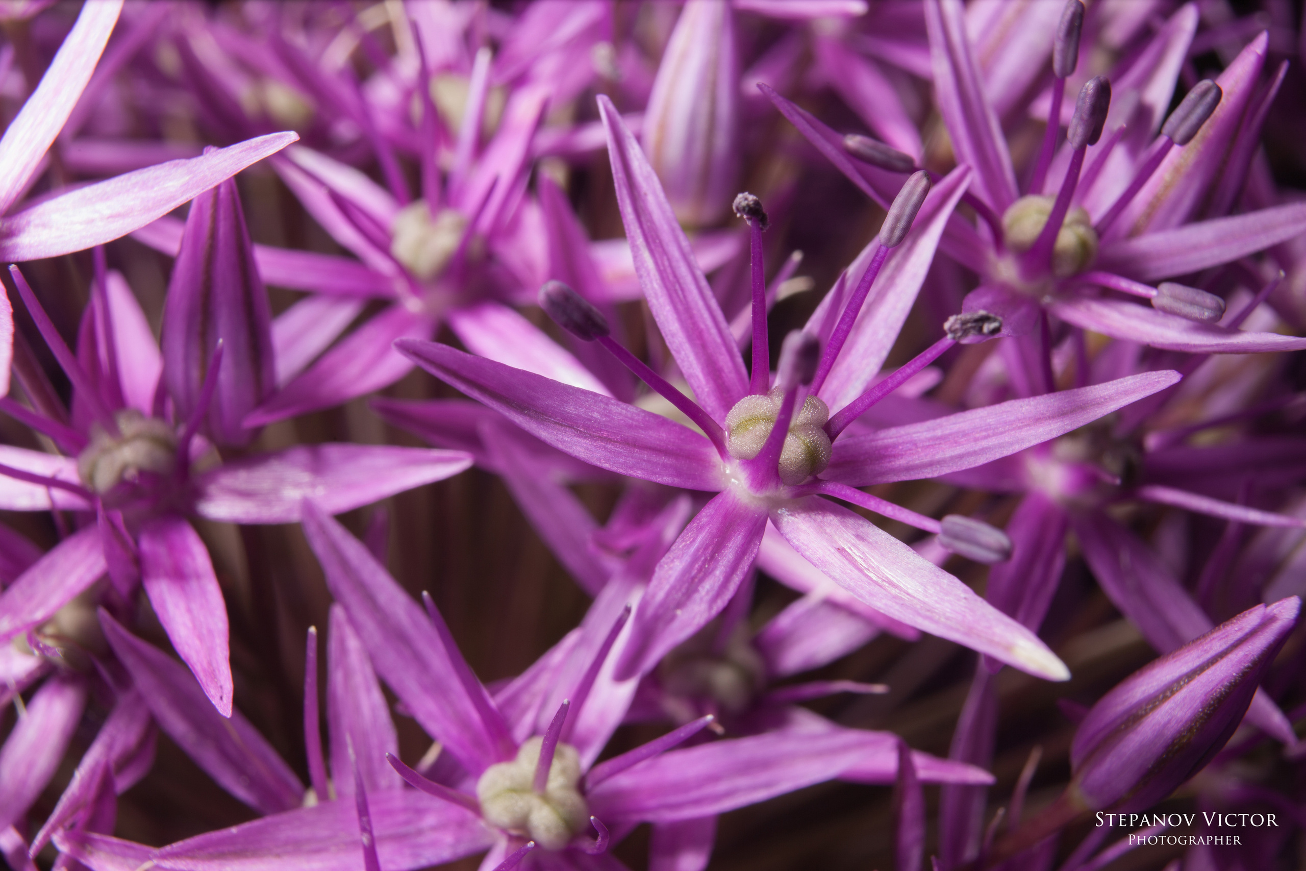 Макро. Фотограф Виктор Степанов