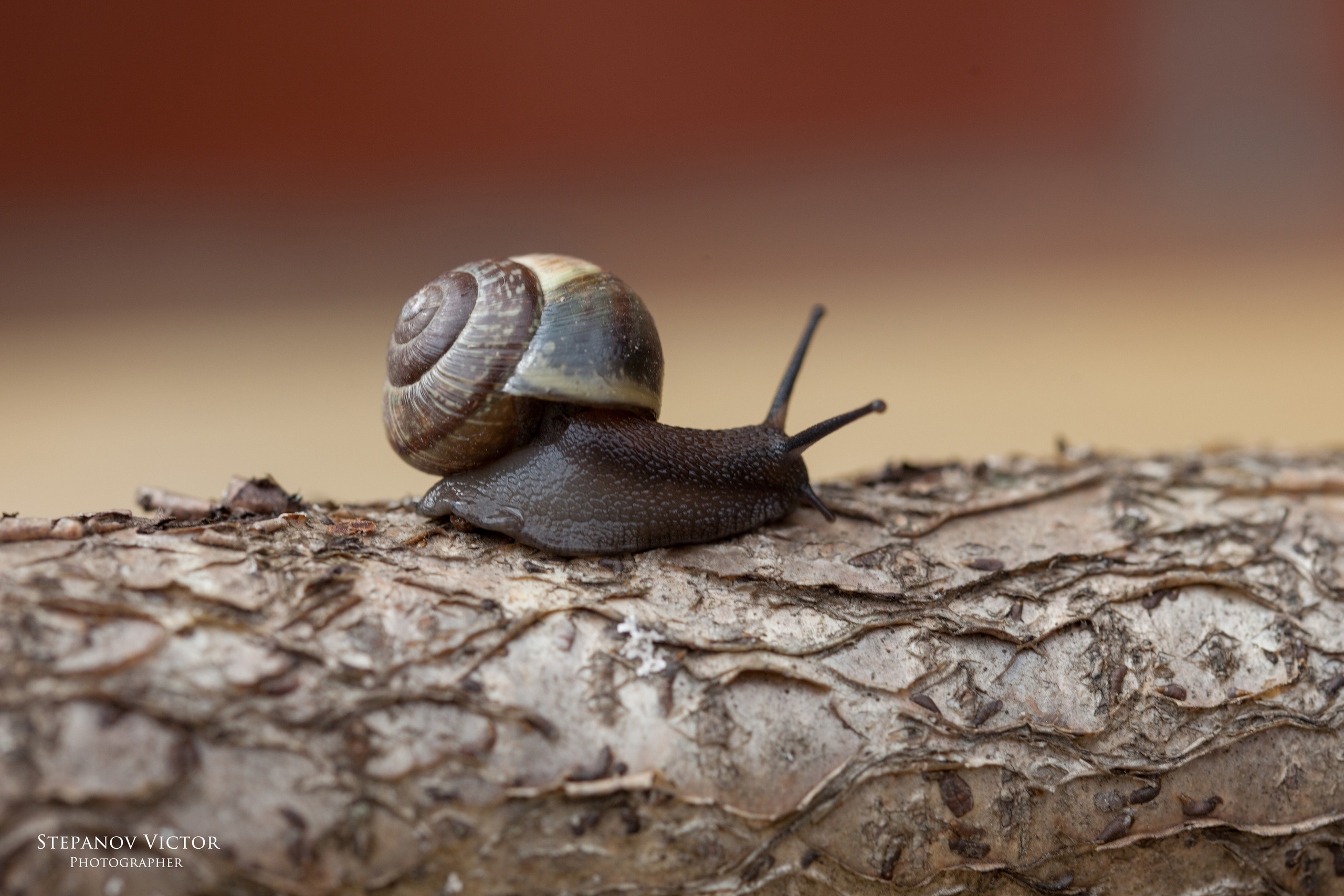 Фотографии животных Виктор Степанов. Фотограф Виктор Степанов