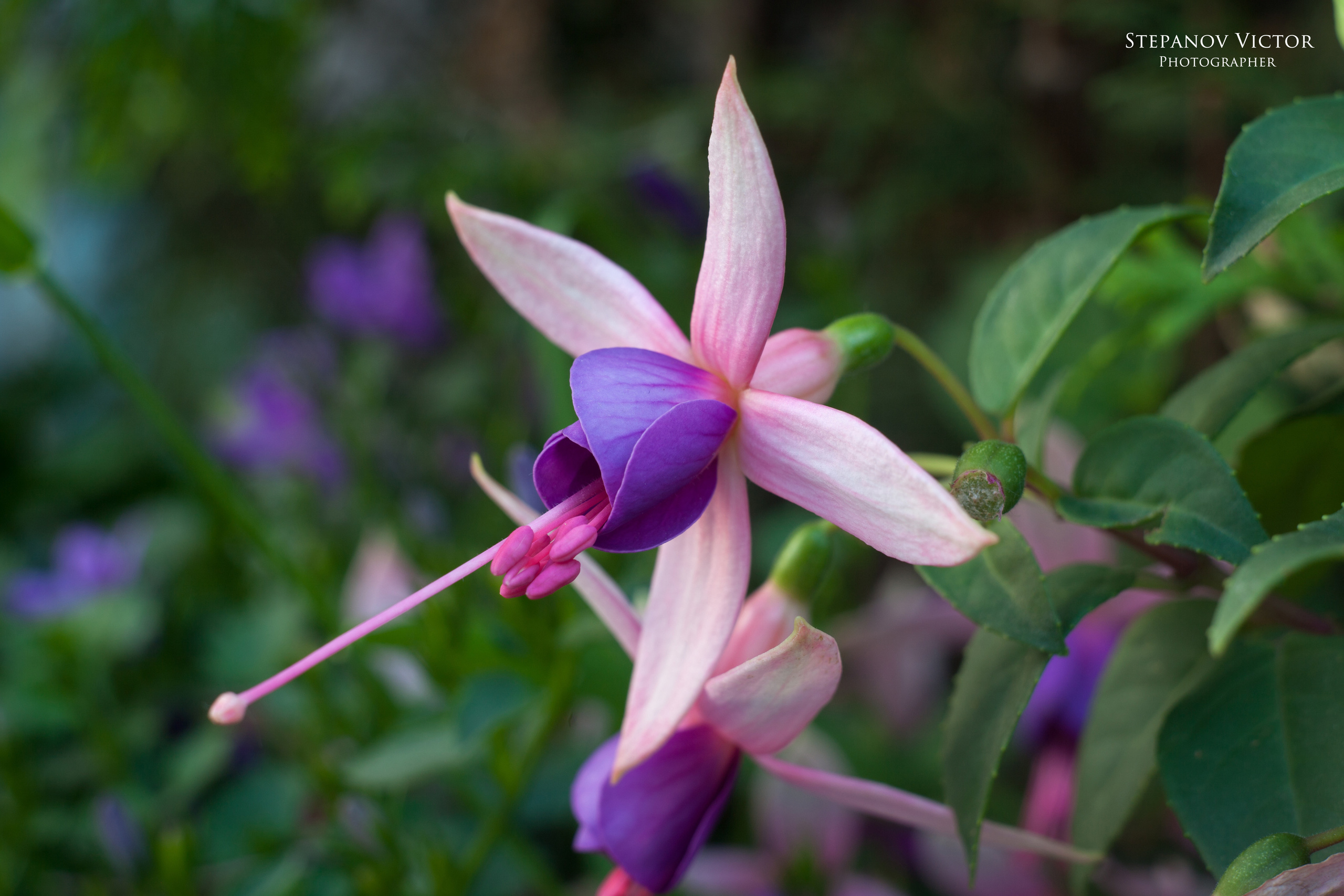 Фотографии растений Виктор Степанов. Фотограф Виктор Степанов