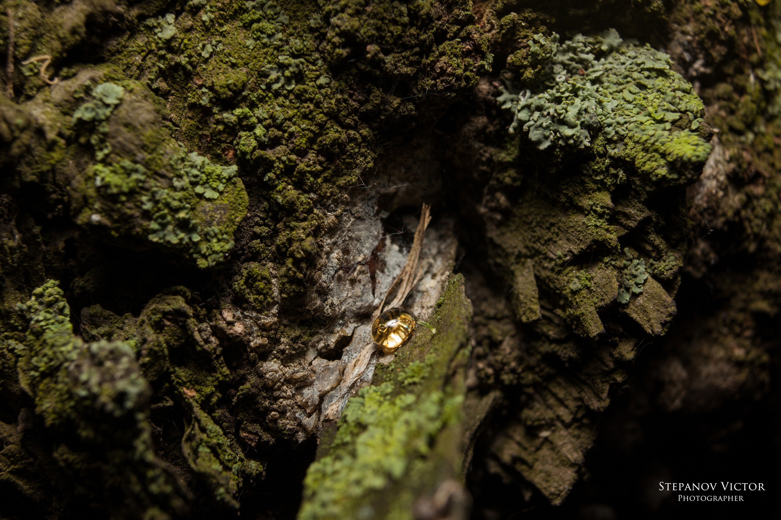 Макро. Фотограф Виктор Степанов