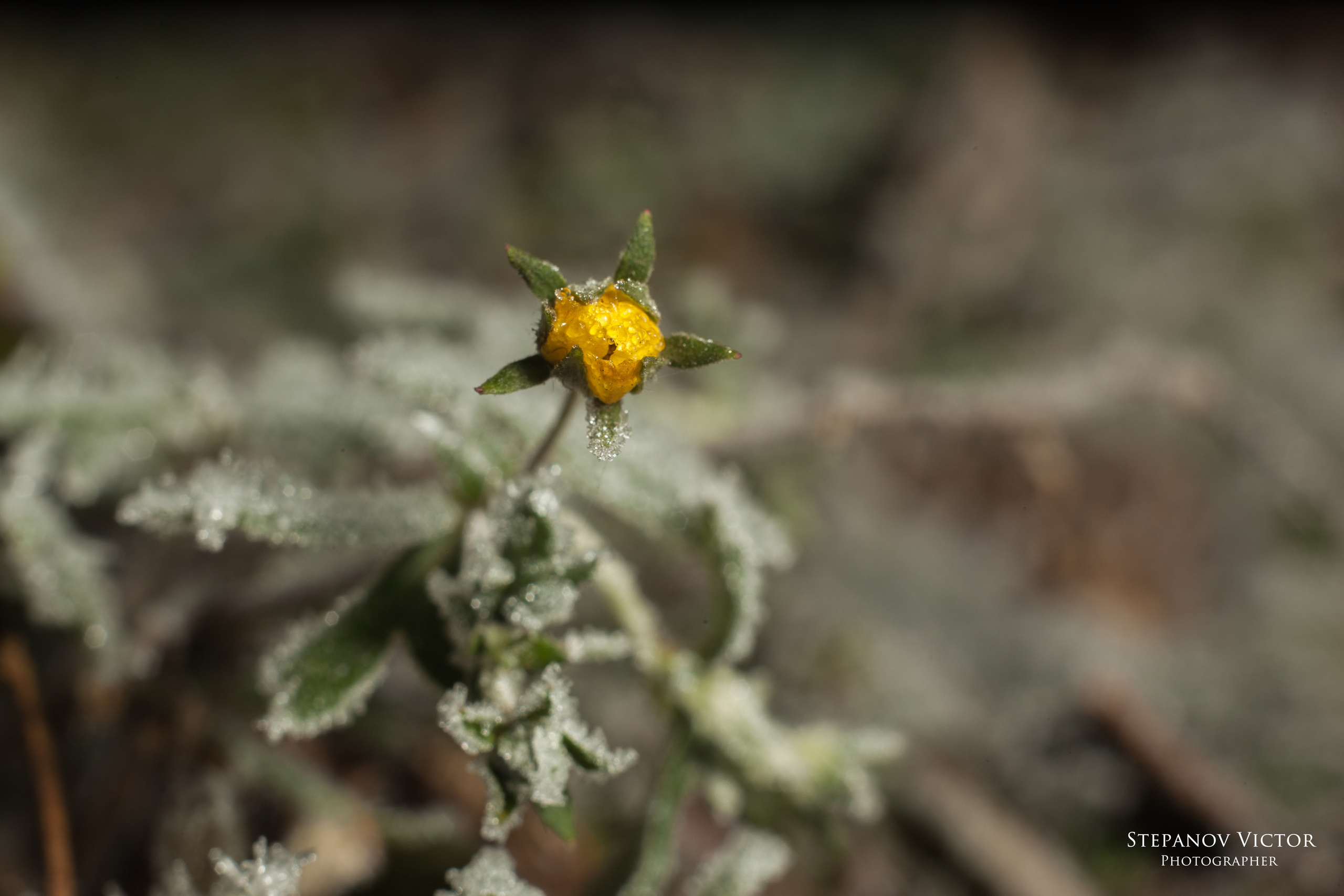 Макро. Фотограф Виктор Степанов
