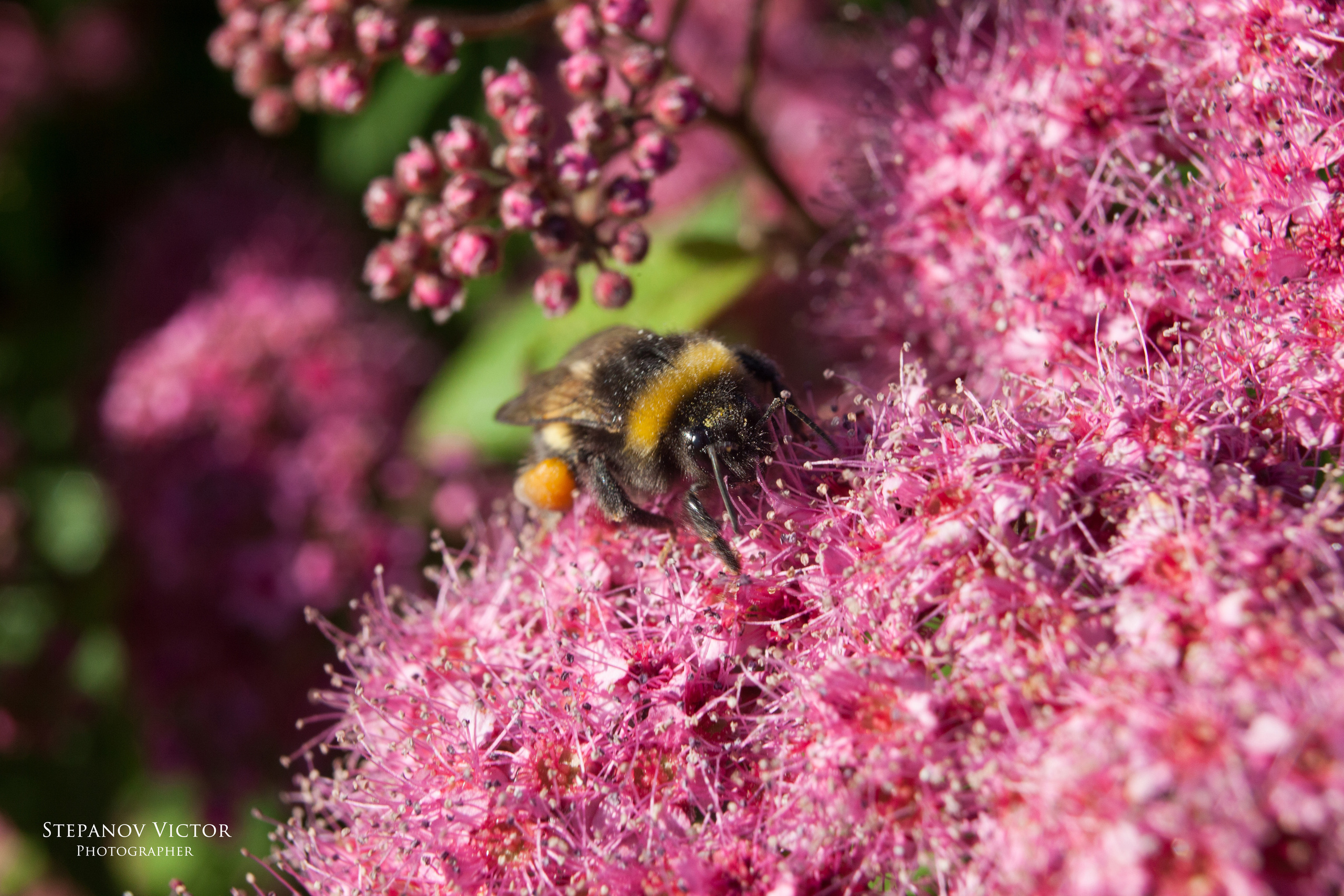 Макро. Фотограф Виктор Степанов
