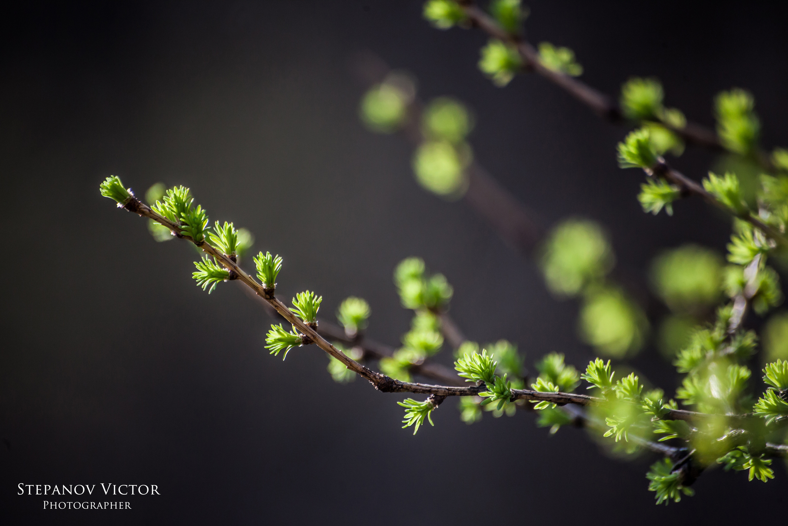 Фотографии растений Виктор Степанов. Фотограф Виктор Степанов