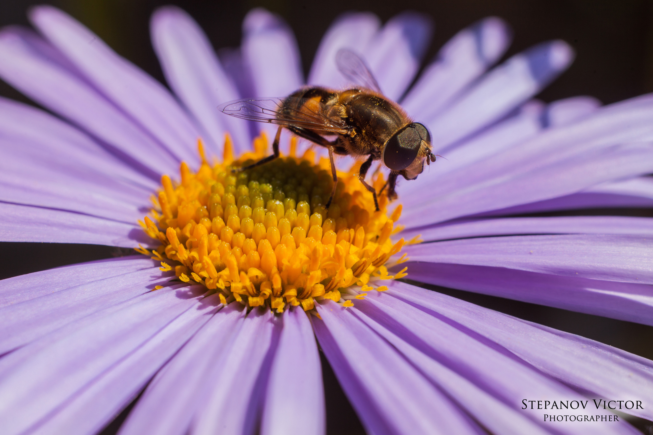Макро. Фотограф Виктор Степанов