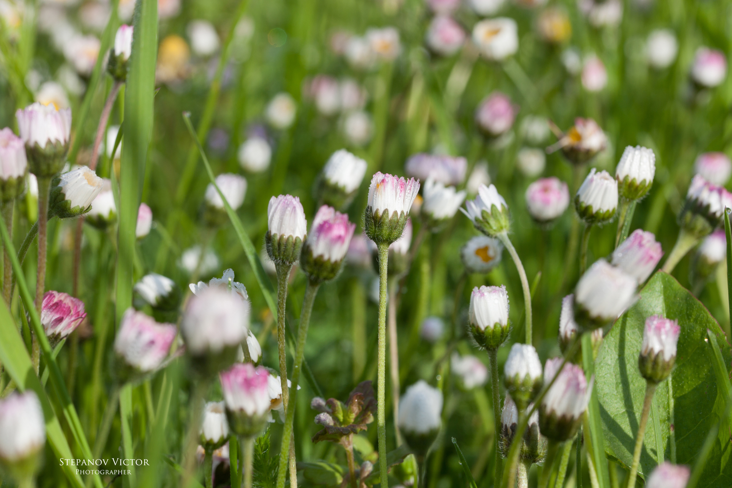 Фотографии растений Виктор Степанов. Фотограф Виктор Степанов