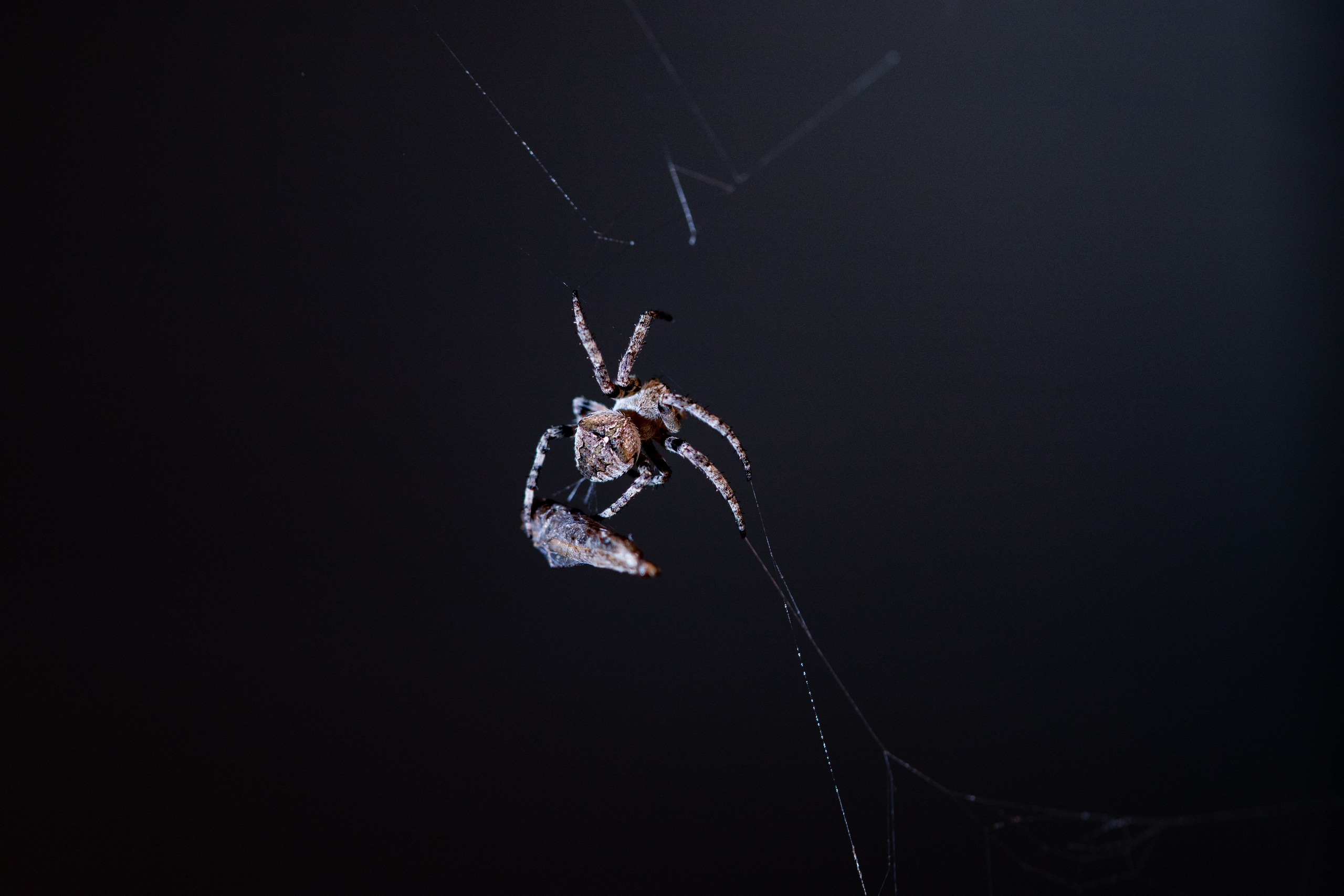 Фотографии животных Виктор Степанов. Фотограф Виктор Степанов