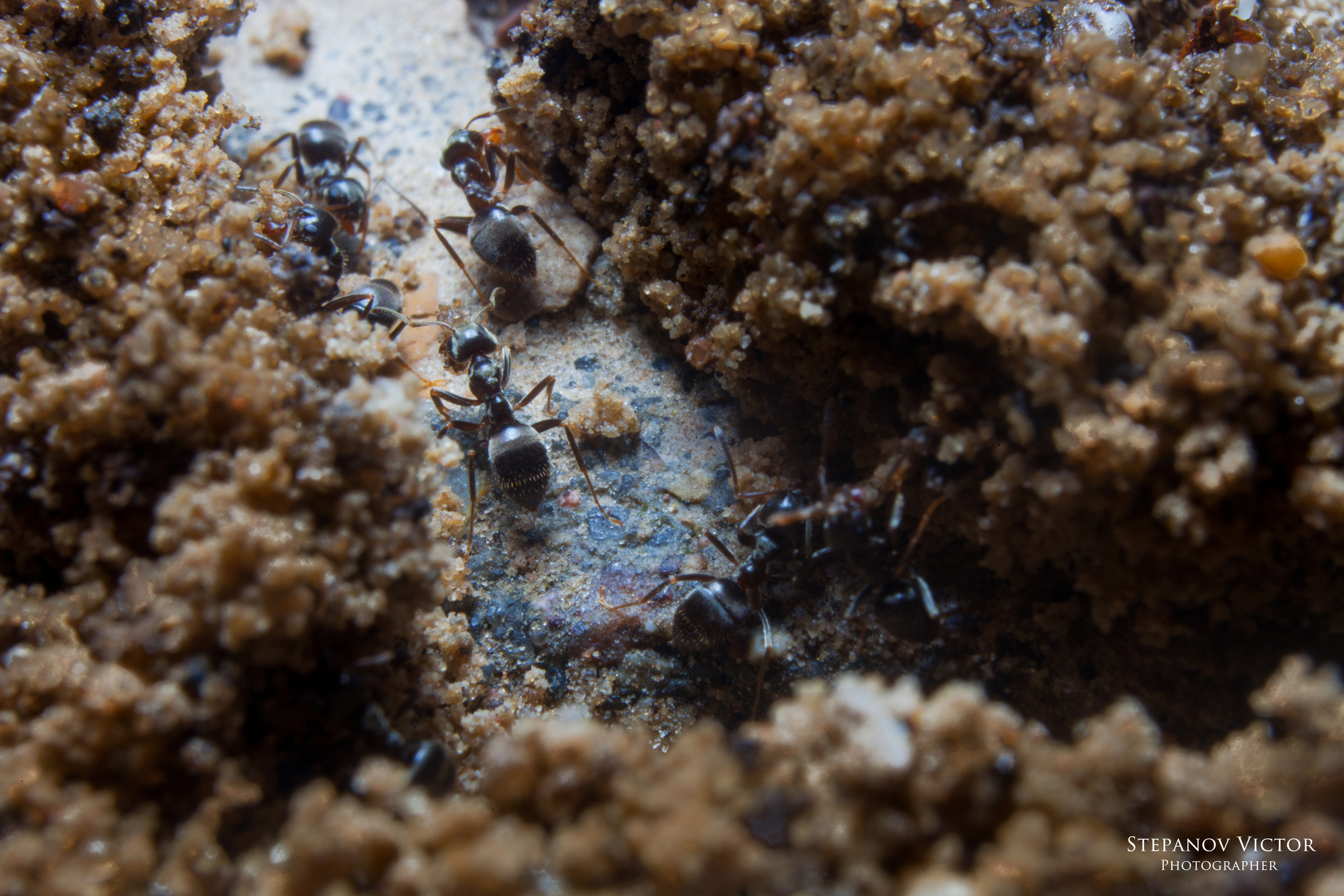 Фотографии животных Виктор Степанов. Фотограф Виктор Степанов