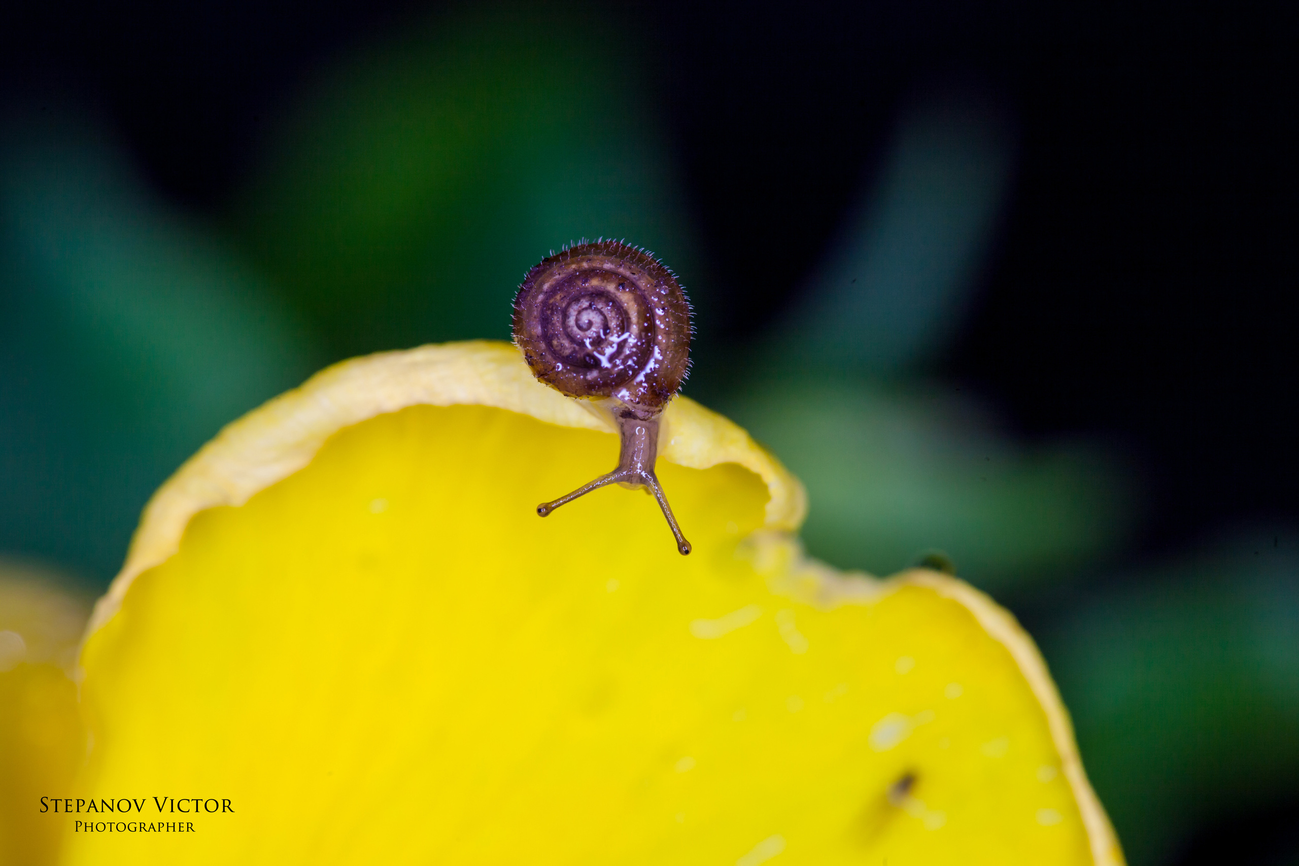 Фотографии животных Виктор Степанов. Фотограф Виктор Степанов