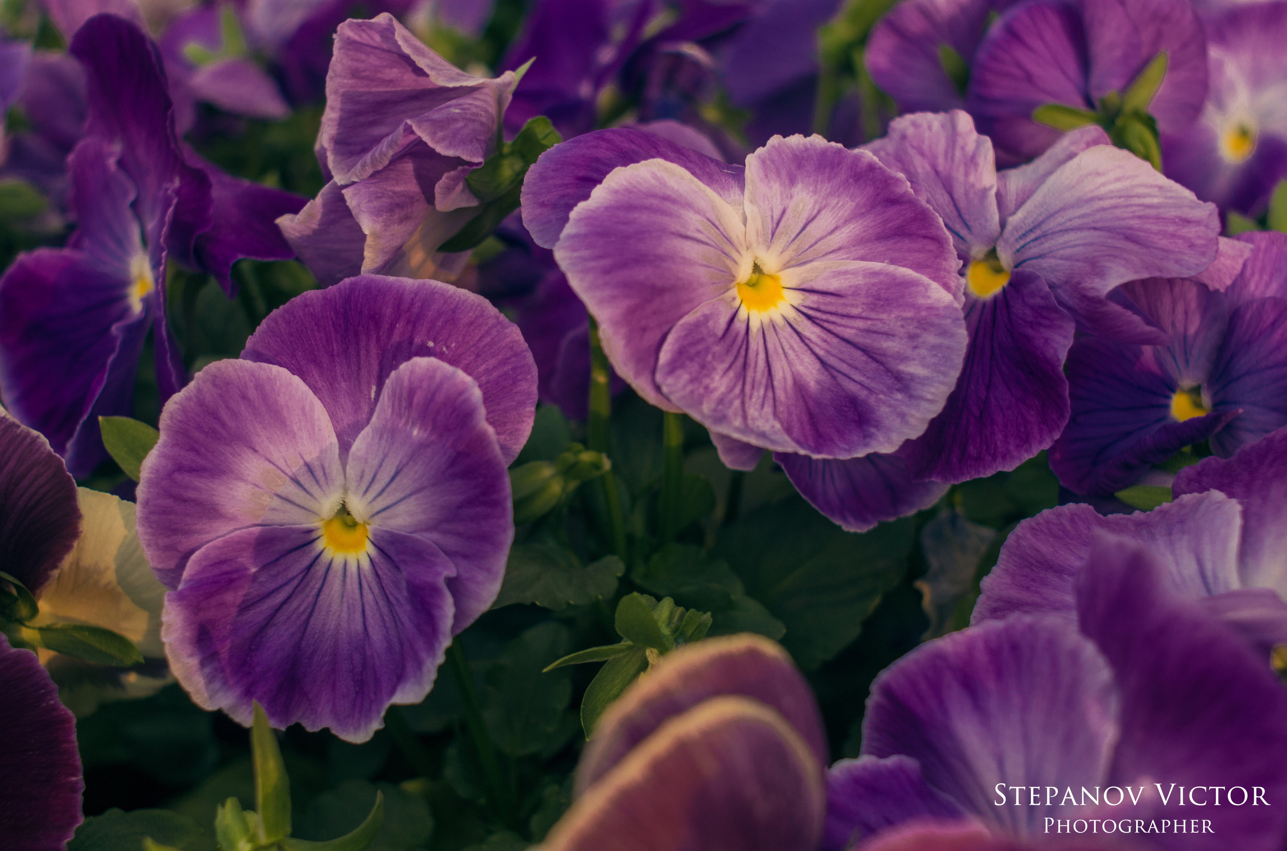 Фотографии растений Виктор Степанов. Фотограф Виктор Степанов