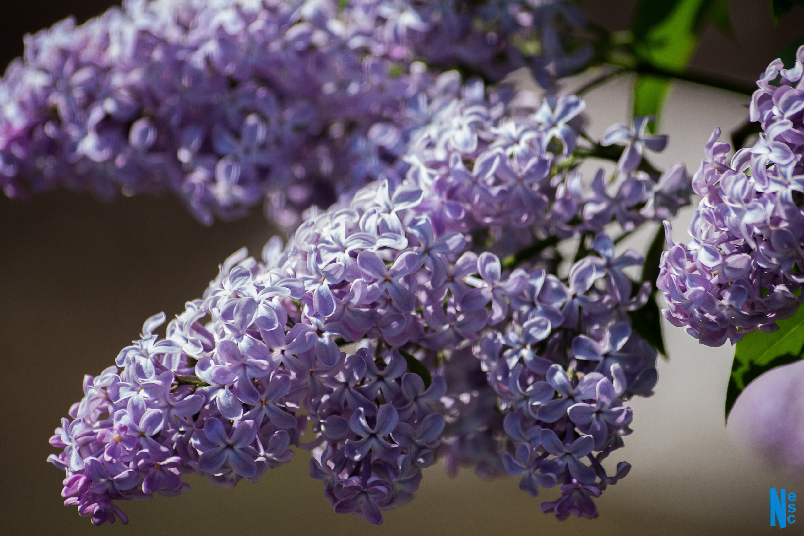 Фотографии растений Виктор Степанов. Фотограф Виктор Степанов