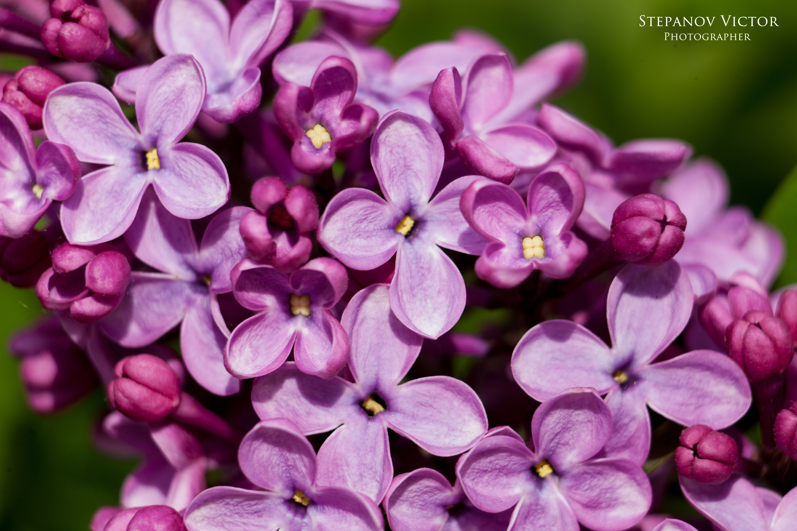 Макро. Фотограф Виктор Степанов
