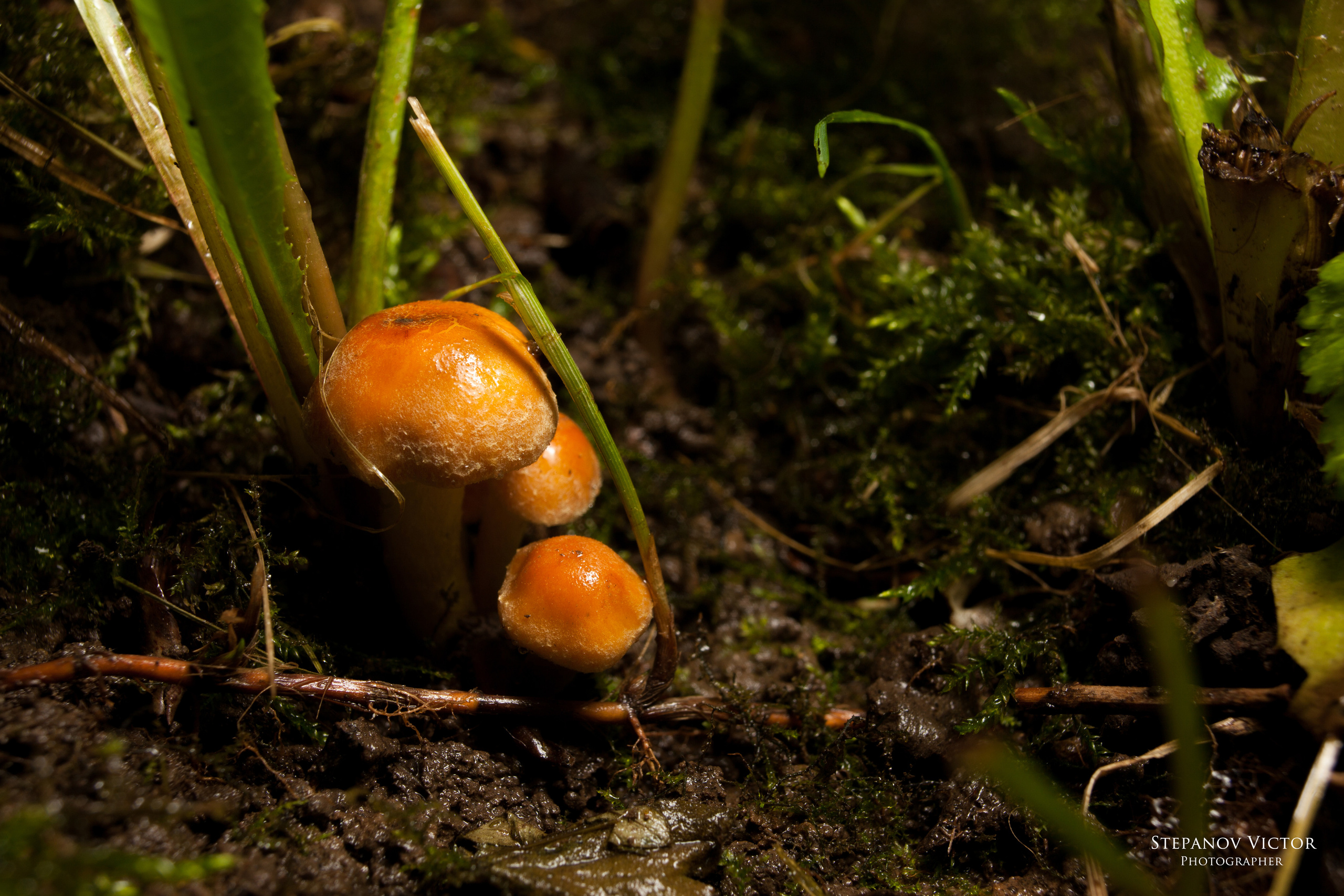 Фотографии растений Виктор Степанов. Фотограф Виктор Степанов