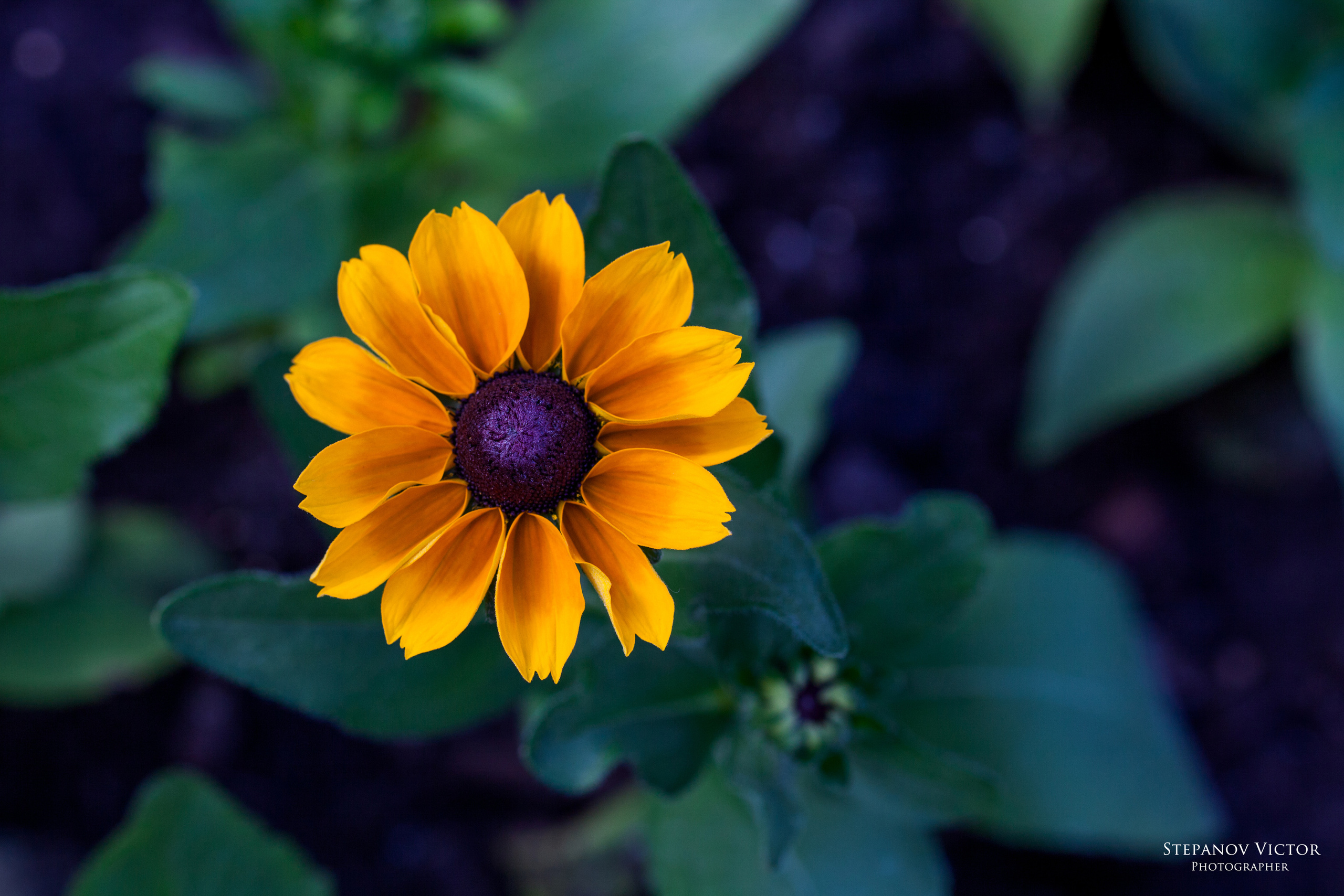 Фотографии растений Виктор Степанов. Фотограф Виктор Степанов