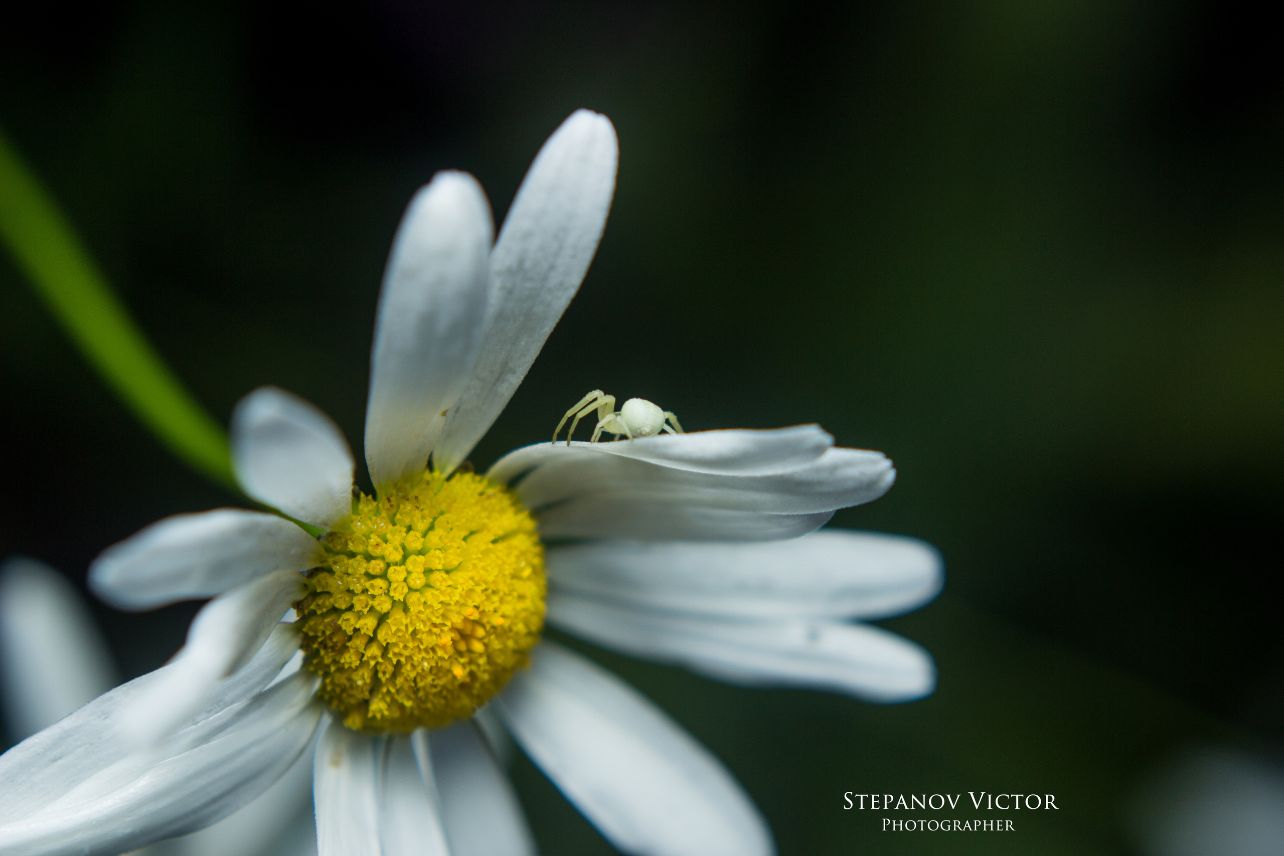 Макро. Фотограф Виктор Степанов