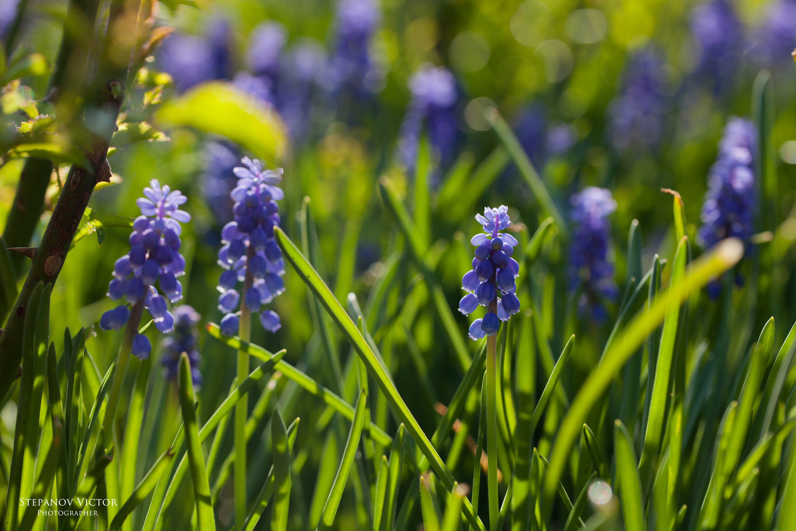Фотографии растений Виктор Степанов. Фотограф Виктор Степанов