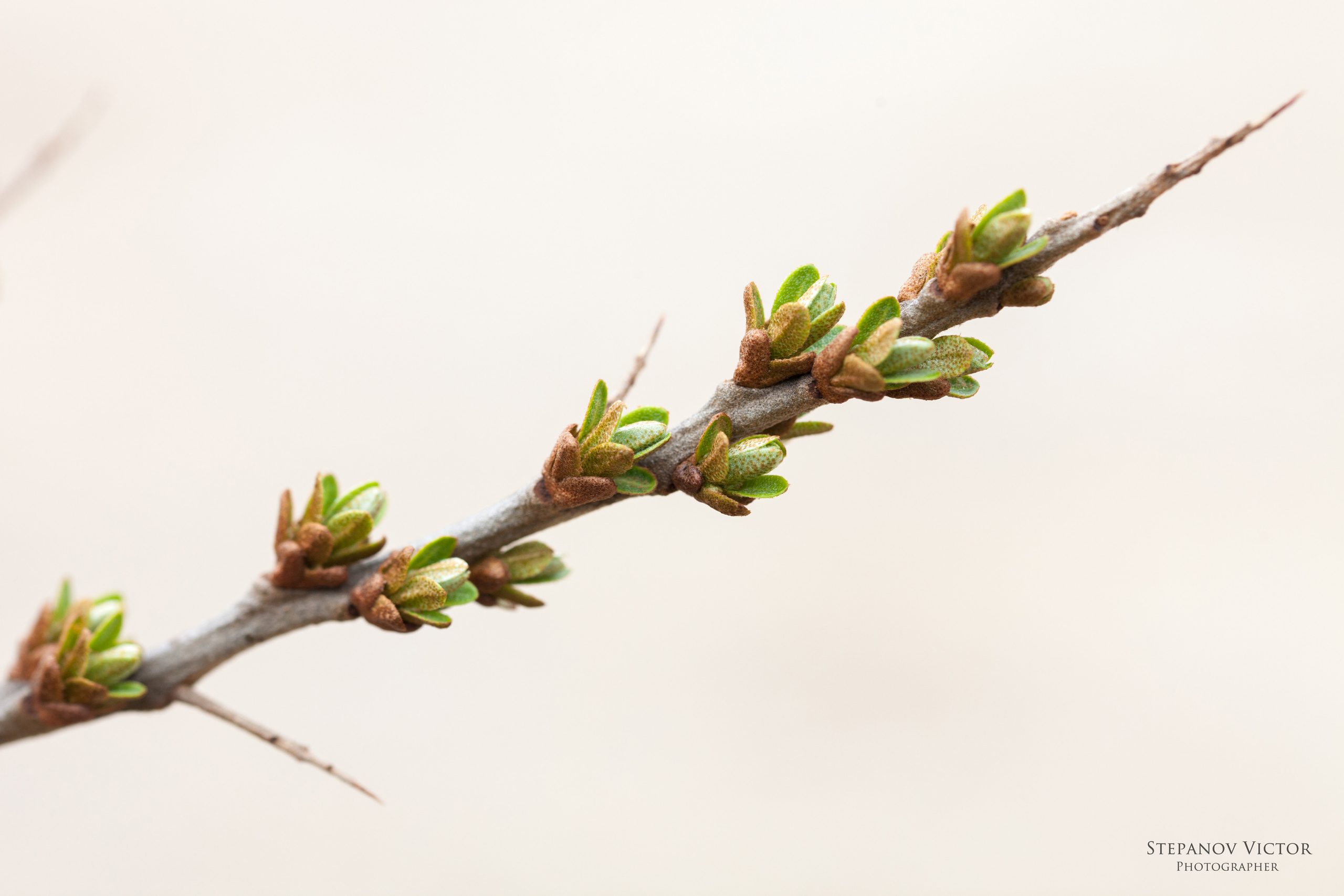 Фотографии растений Виктор Степанов. Фотограф Виктор Степанов