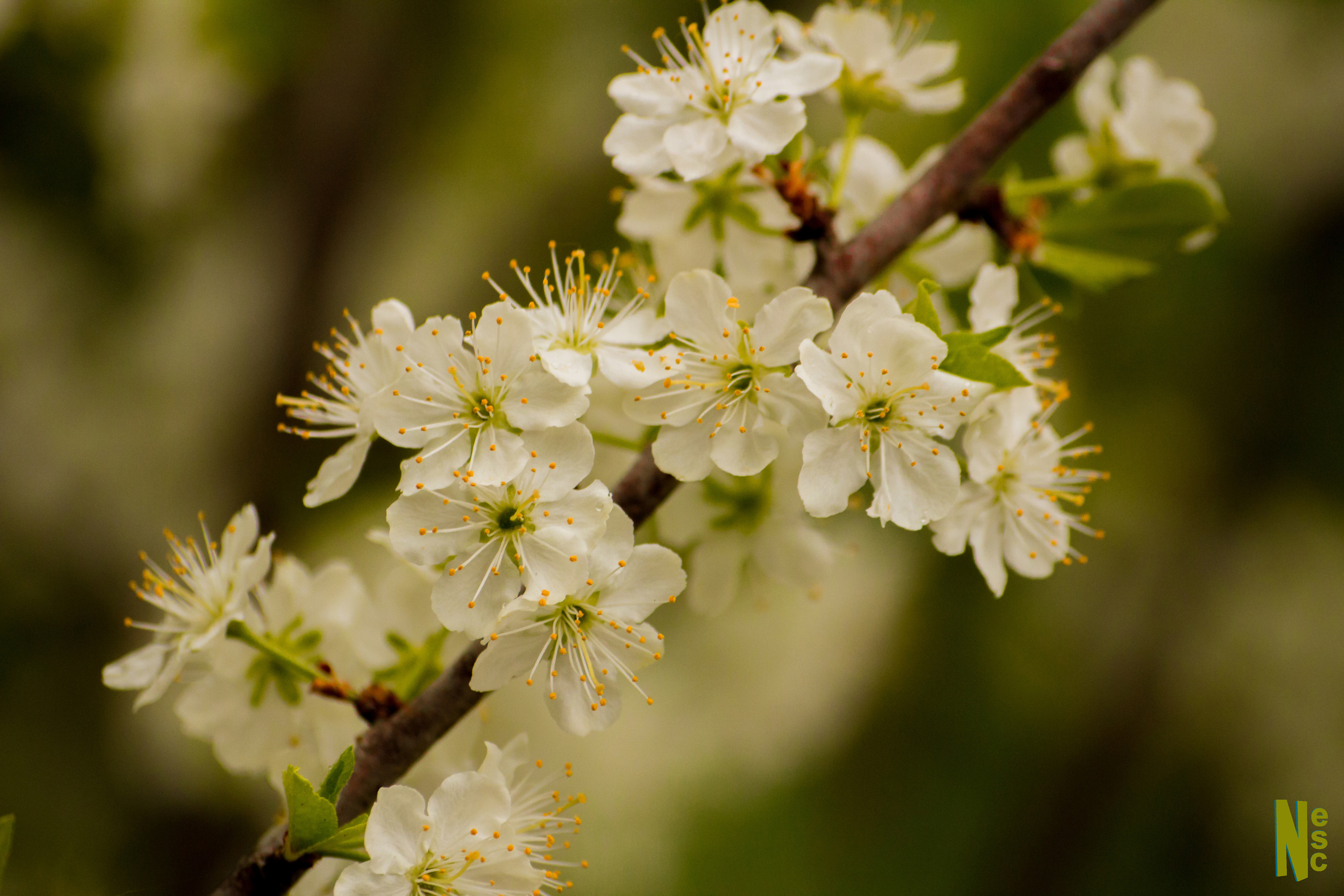 Фотографии растений Виктор Степанов. Фотограф Виктор Степанов