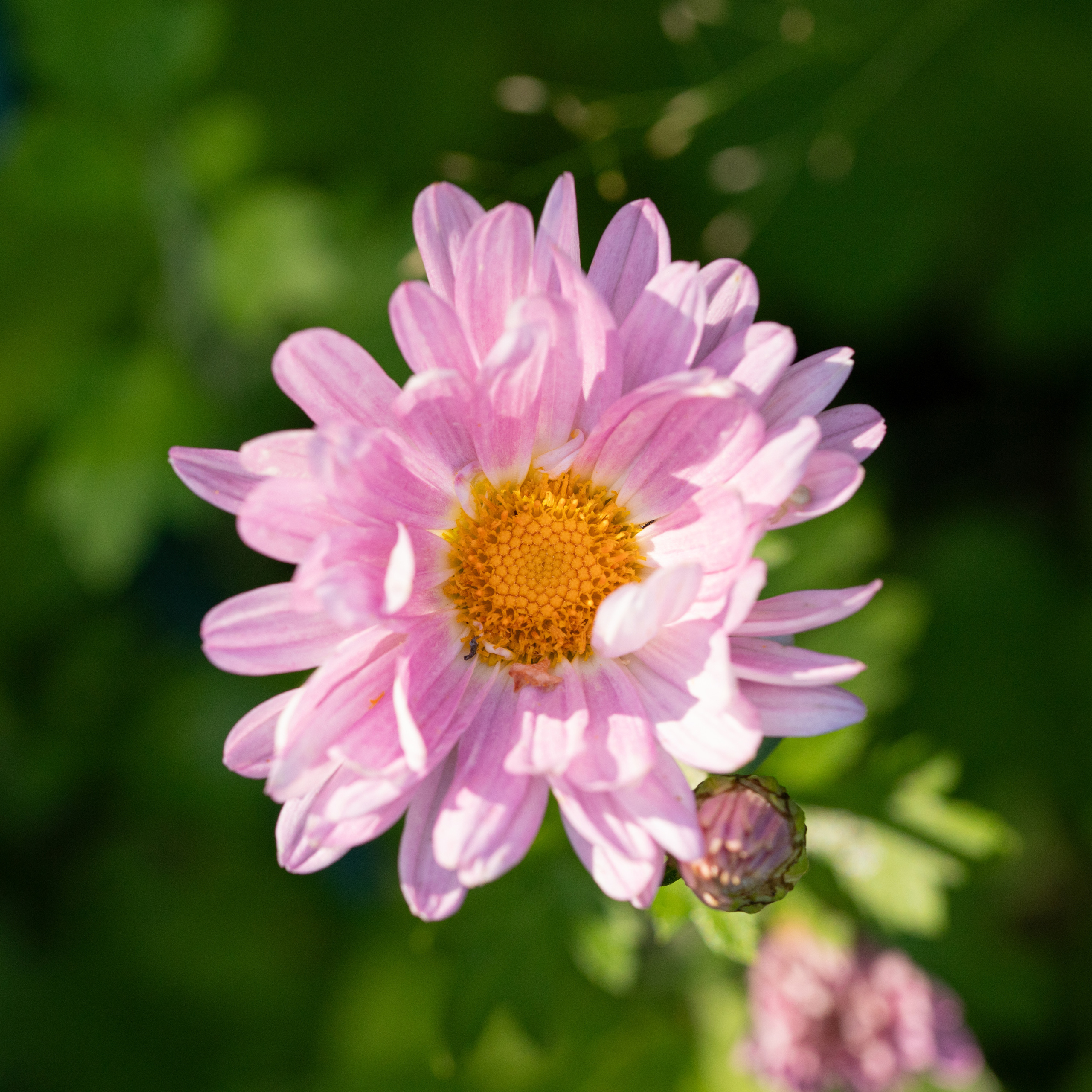 Фотографии растений Виктор Степанов. Фотограф Виктор Степанов