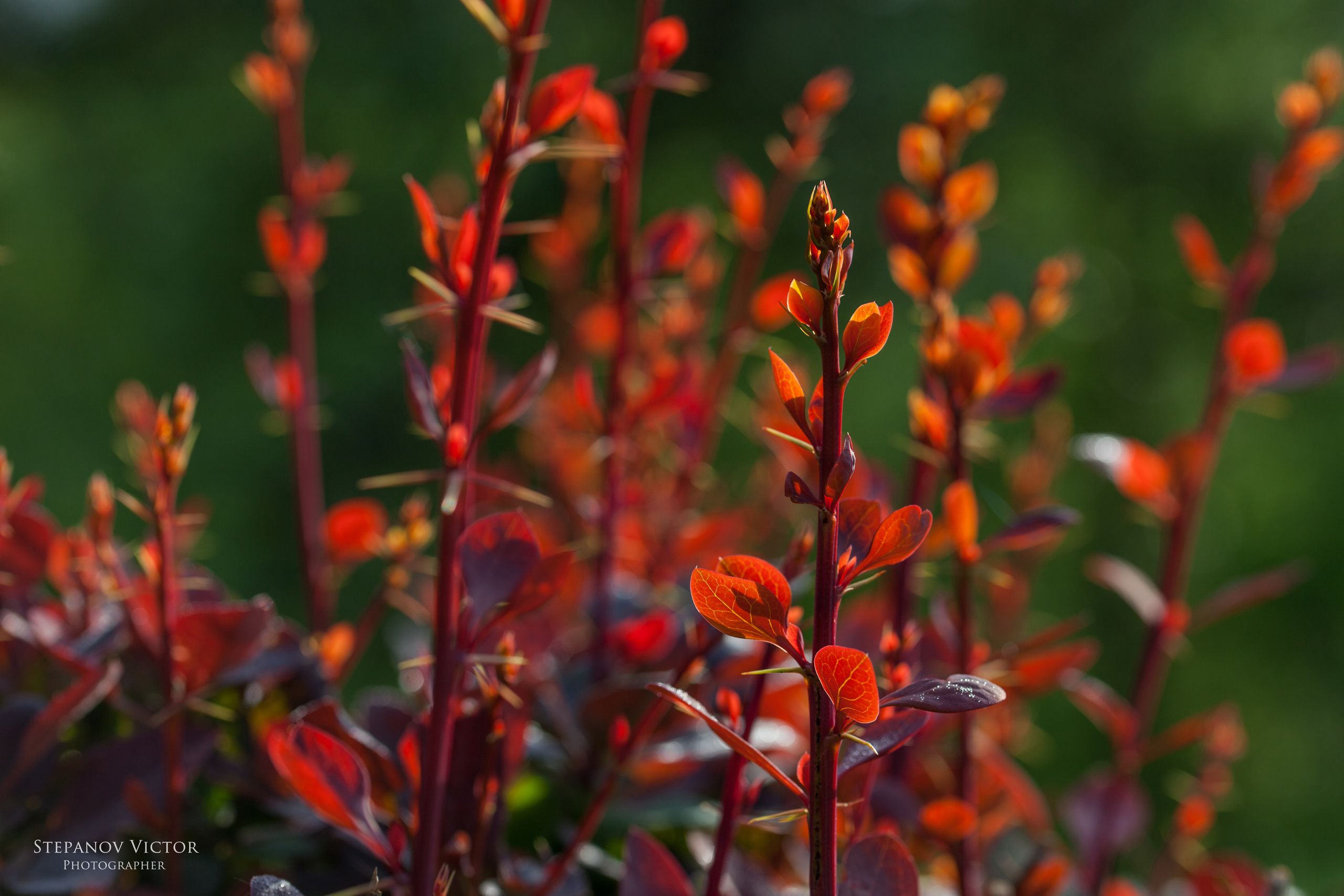 Фотографии растений Виктор Степанов. Фотограф Виктор Степанов