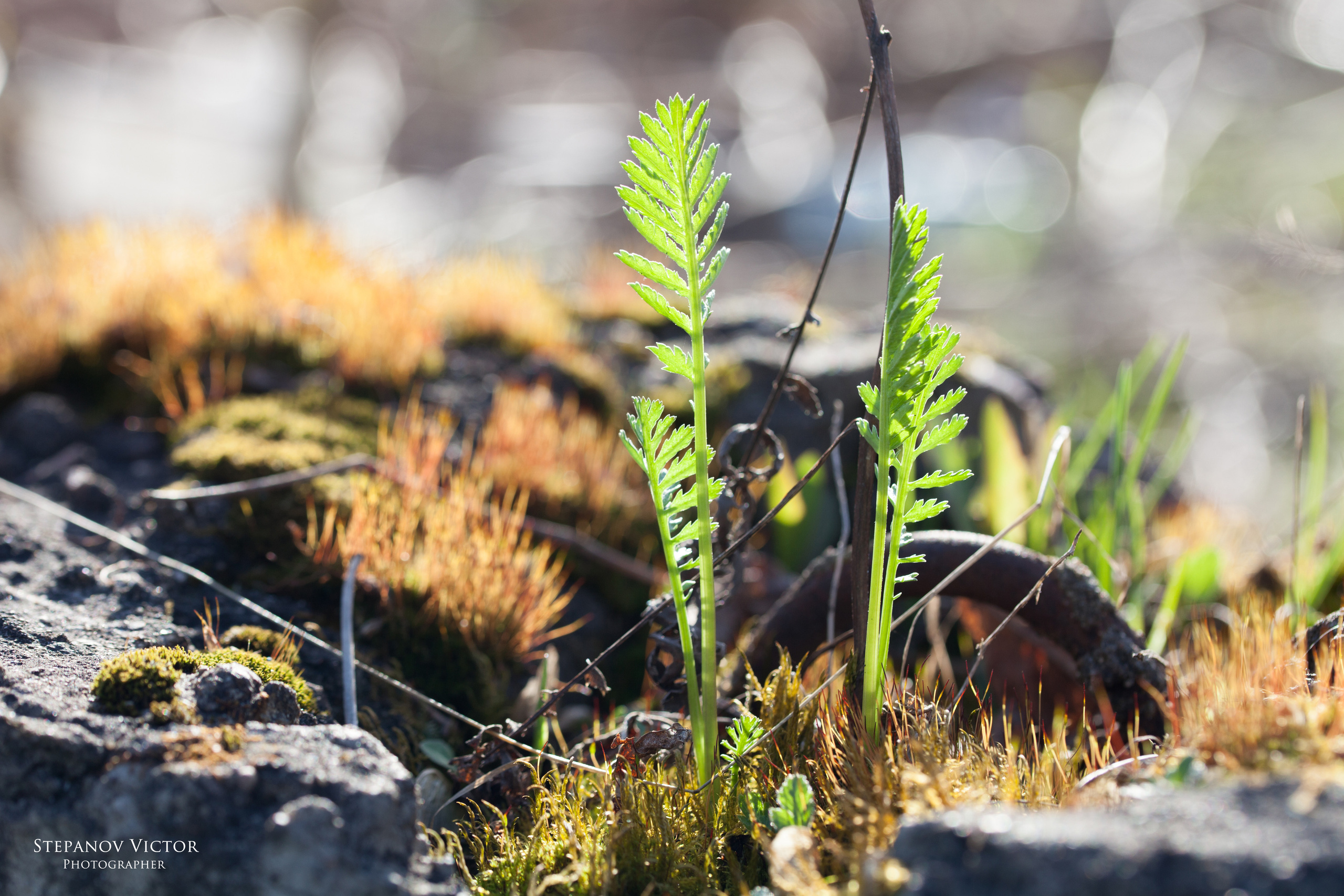 Фотографии растений Виктор Степанов. Фотограф Виктор Степанов