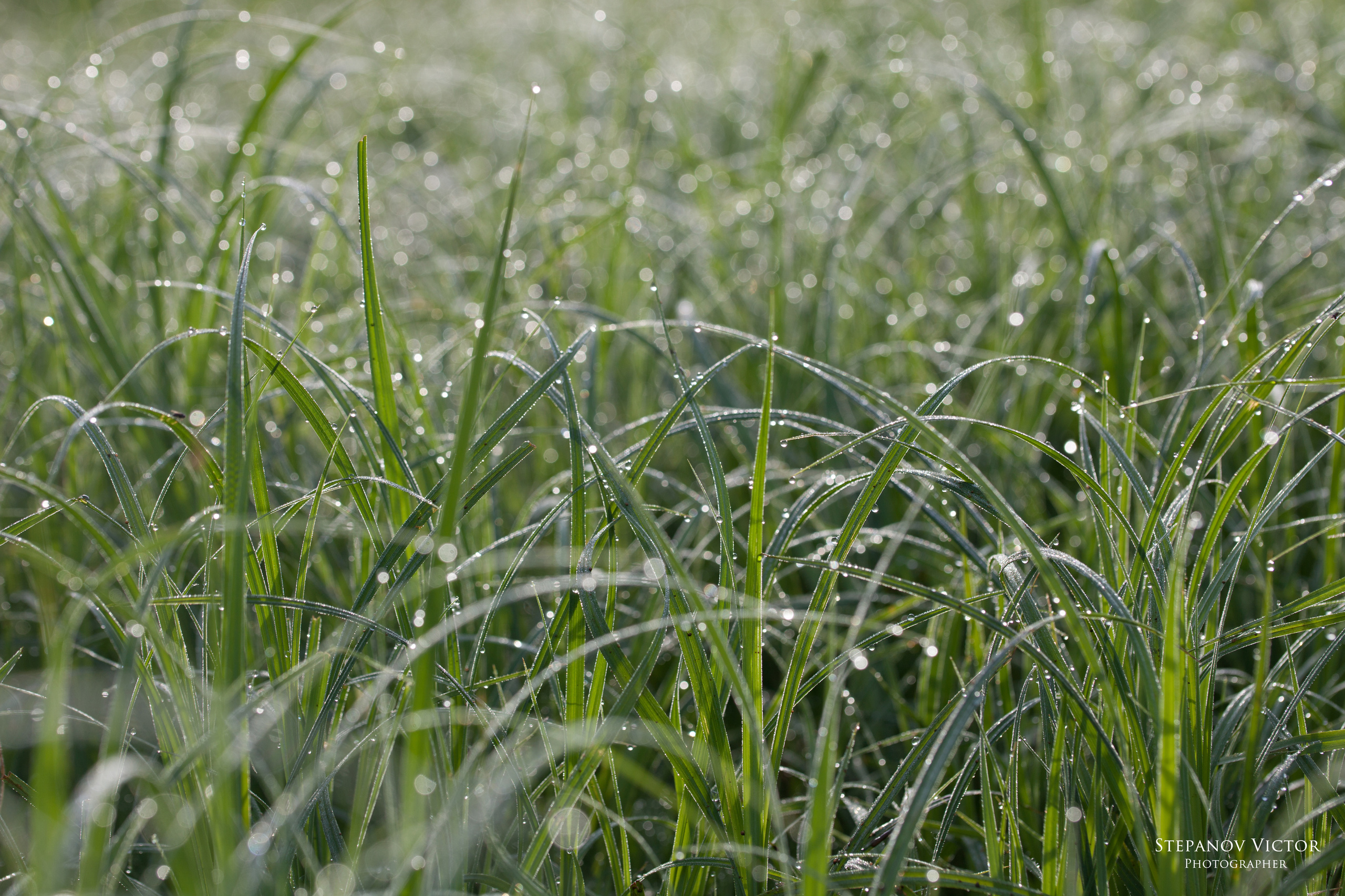 Фотографии растений Виктор Степанов. Фотограф Виктор Степанов