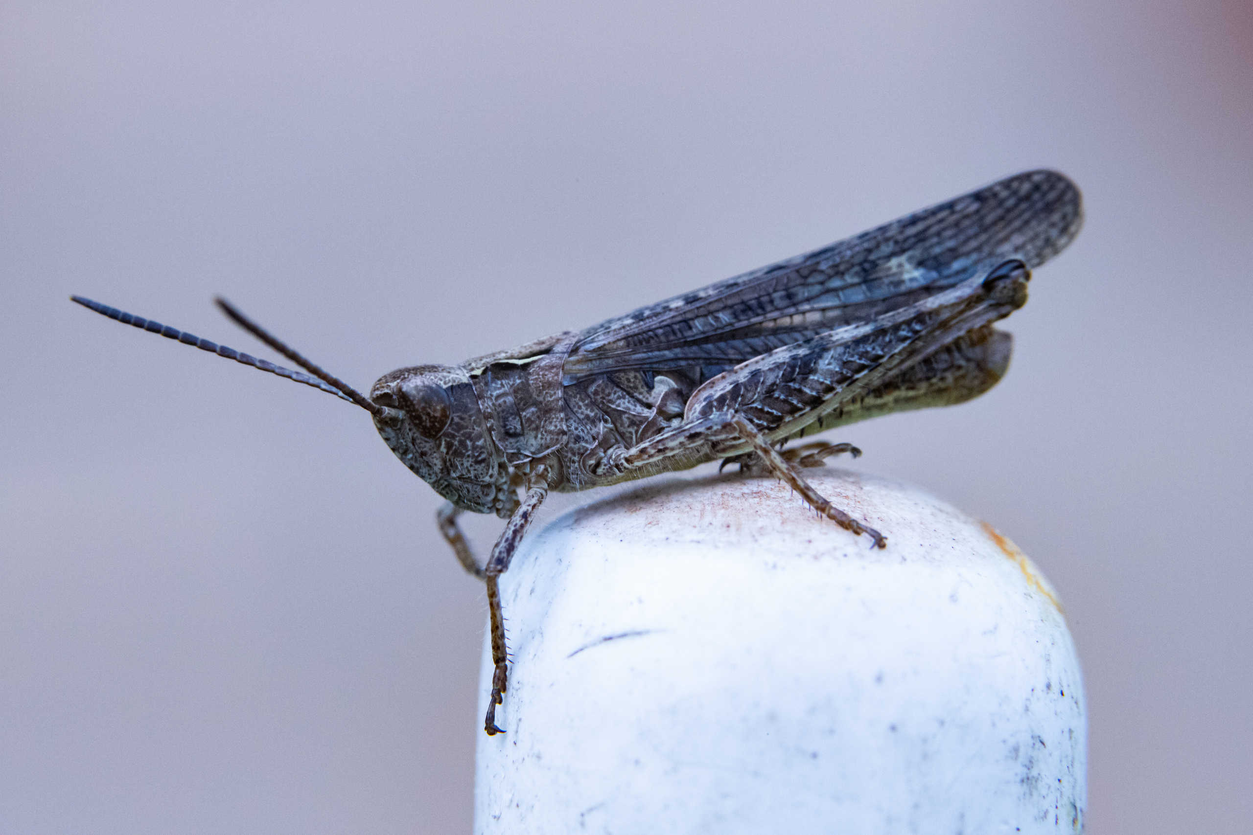 Фотографии животных Виктор Степанов. Фотограф Виктор Степанов