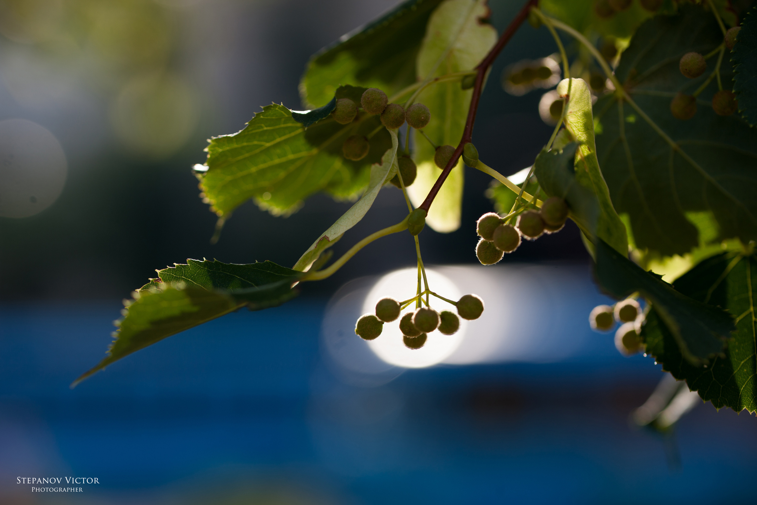 Фотографии растений Виктор Степанов. Фотограф Виктор Степанов