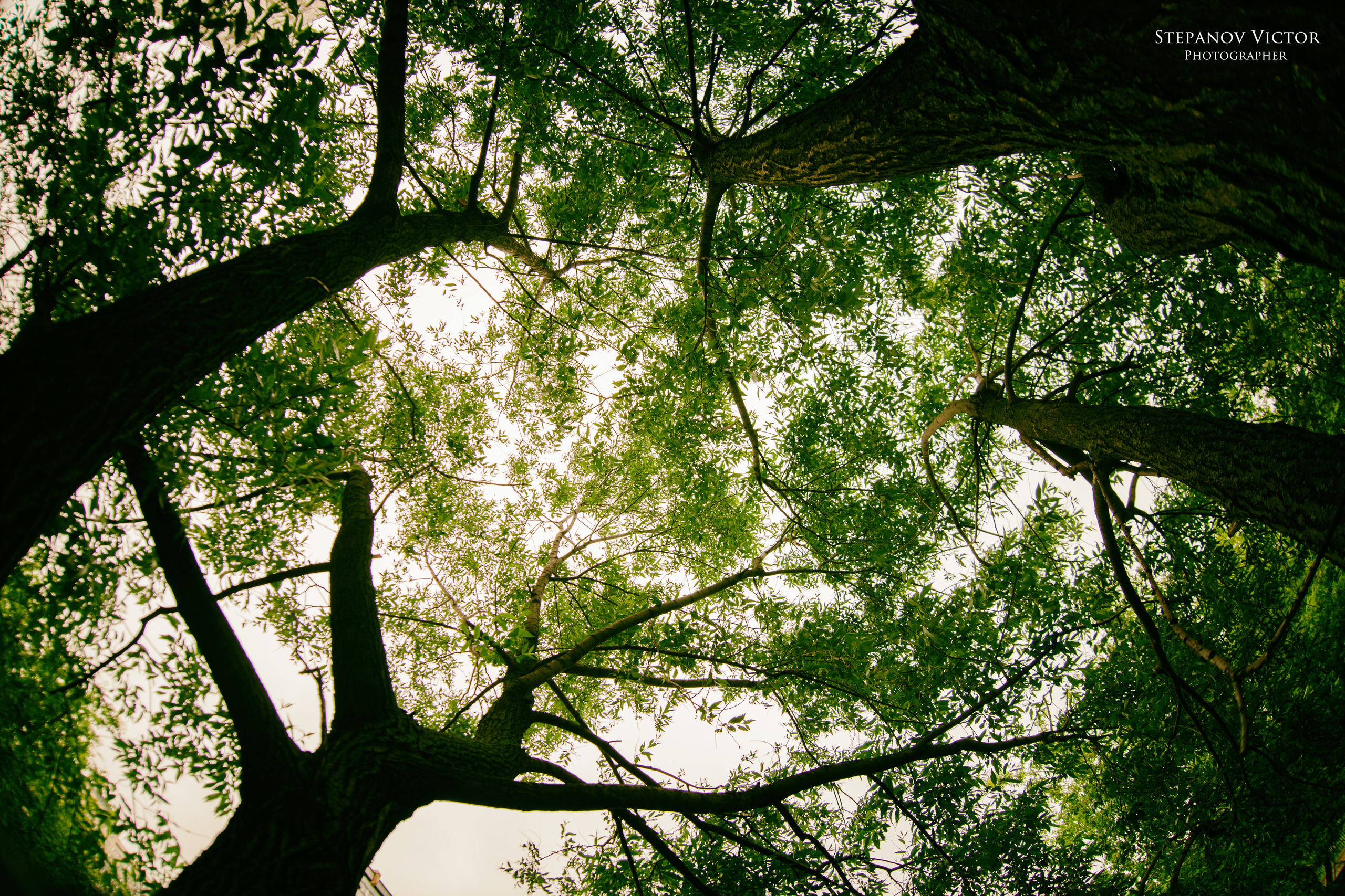 Фотографии растений Виктор Степанов. Фотограф Виктор Степанов