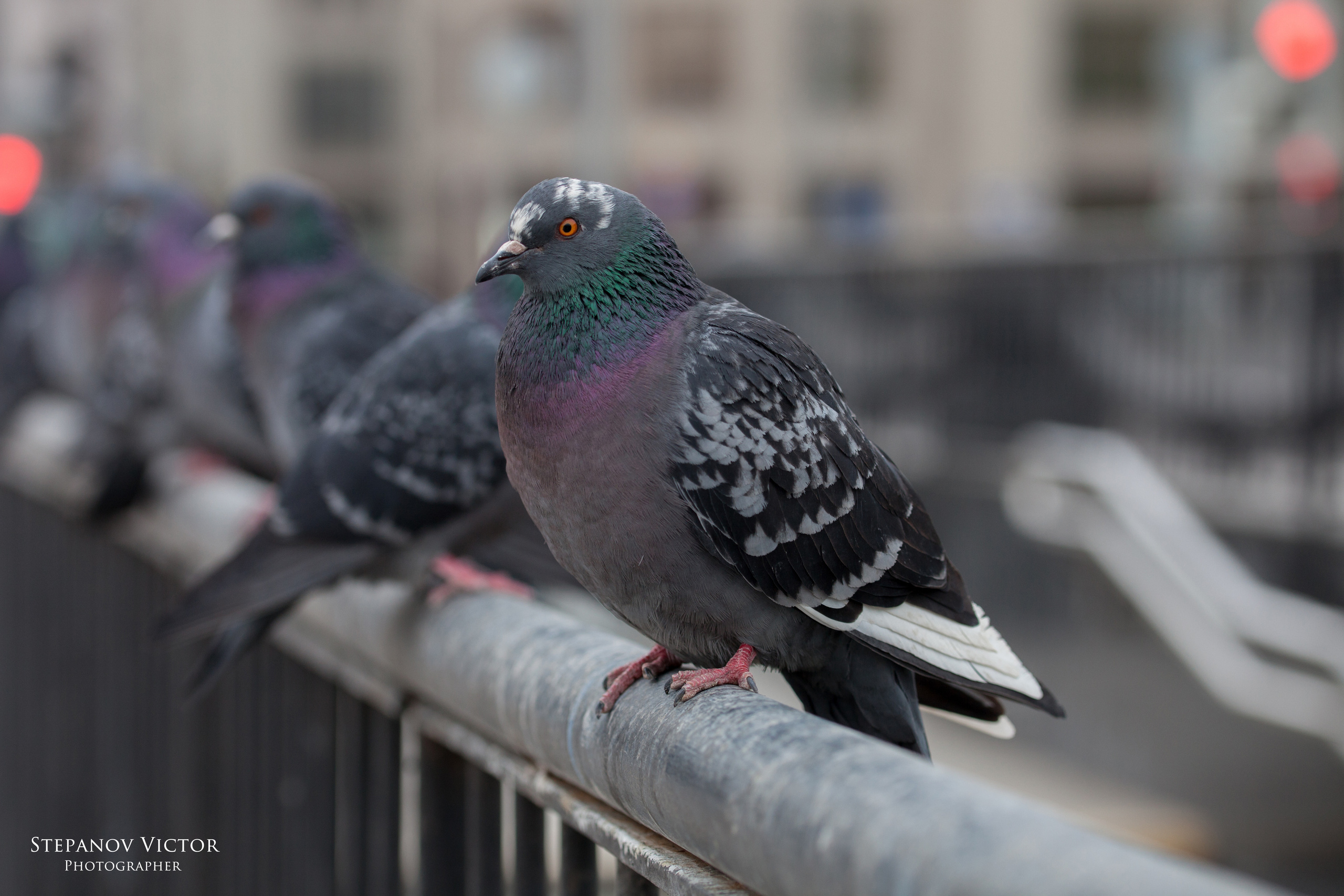 Фотографии животных Виктор Степанов. Фотограф Виктор Степанов