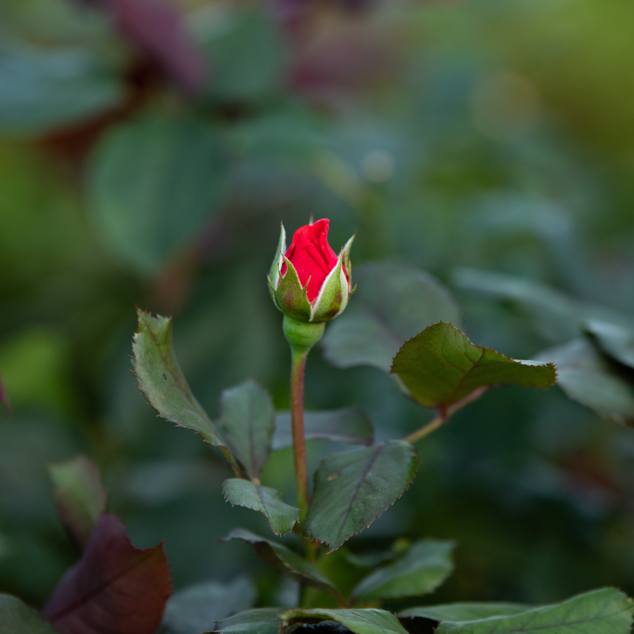 Фотографии растений Виктор Степанов. Фотограф Виктор Степанов
