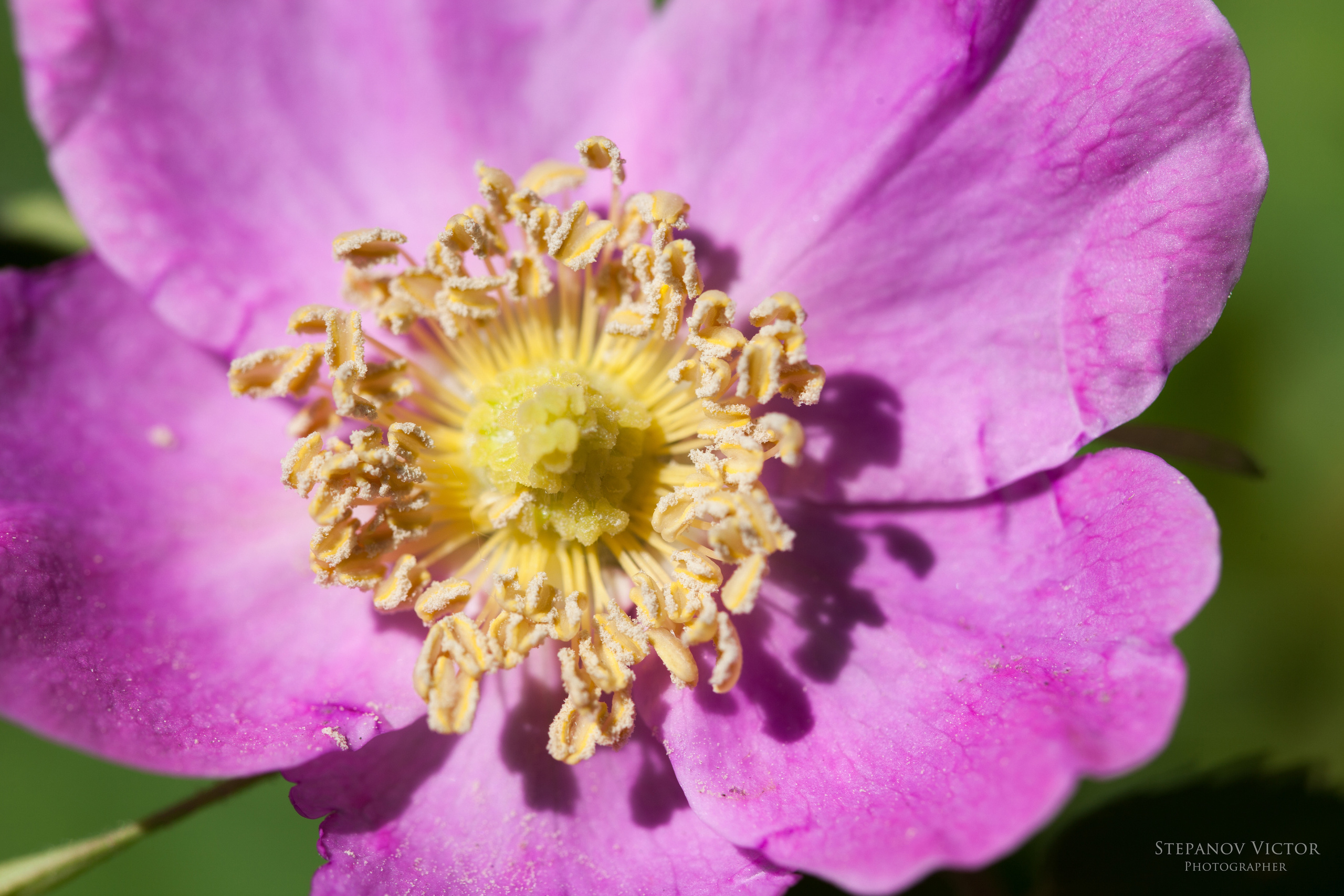 Макро. Фотограф Виктор Степанов