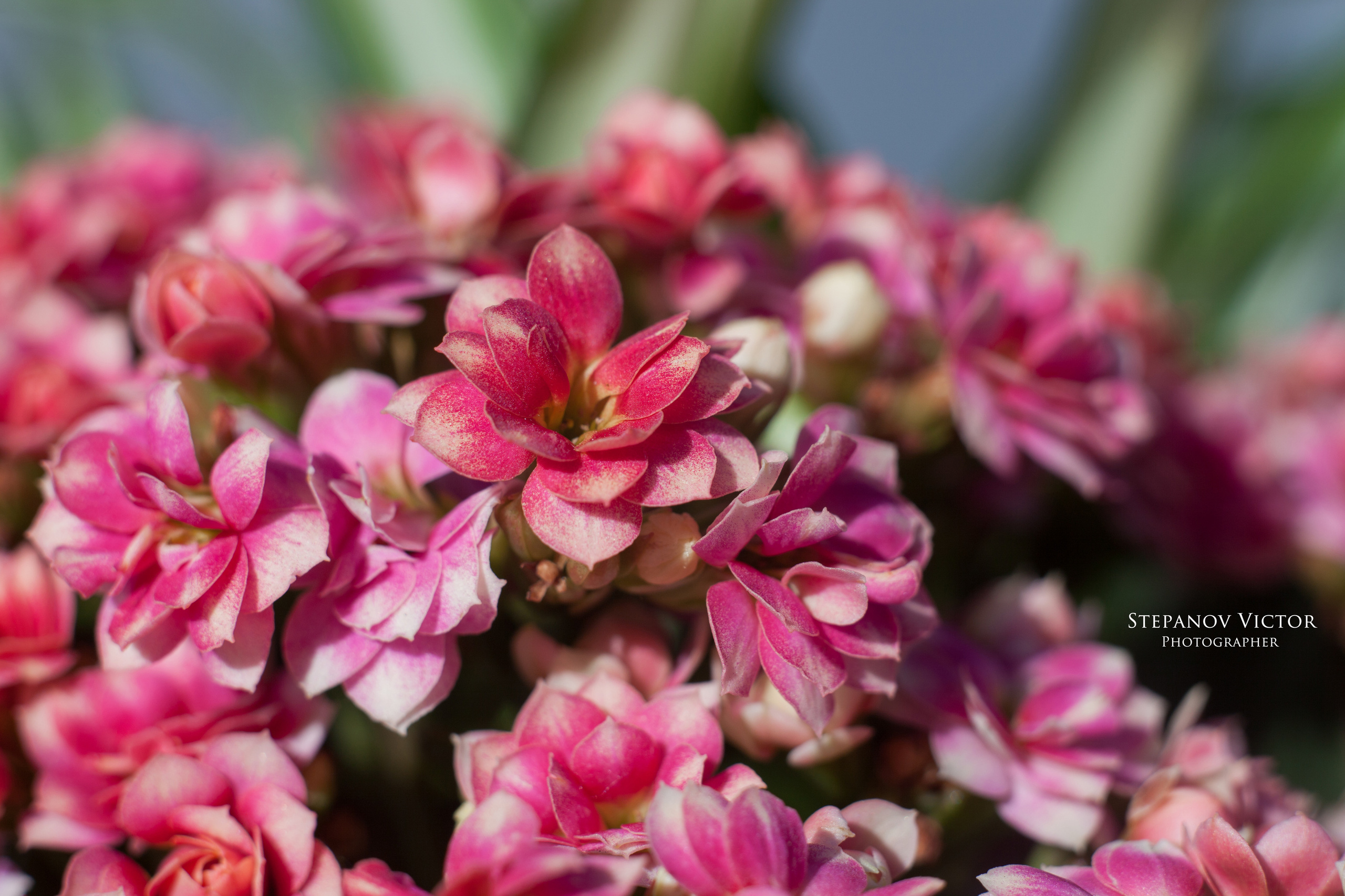 Макро. Фотограф Виктор Степанов