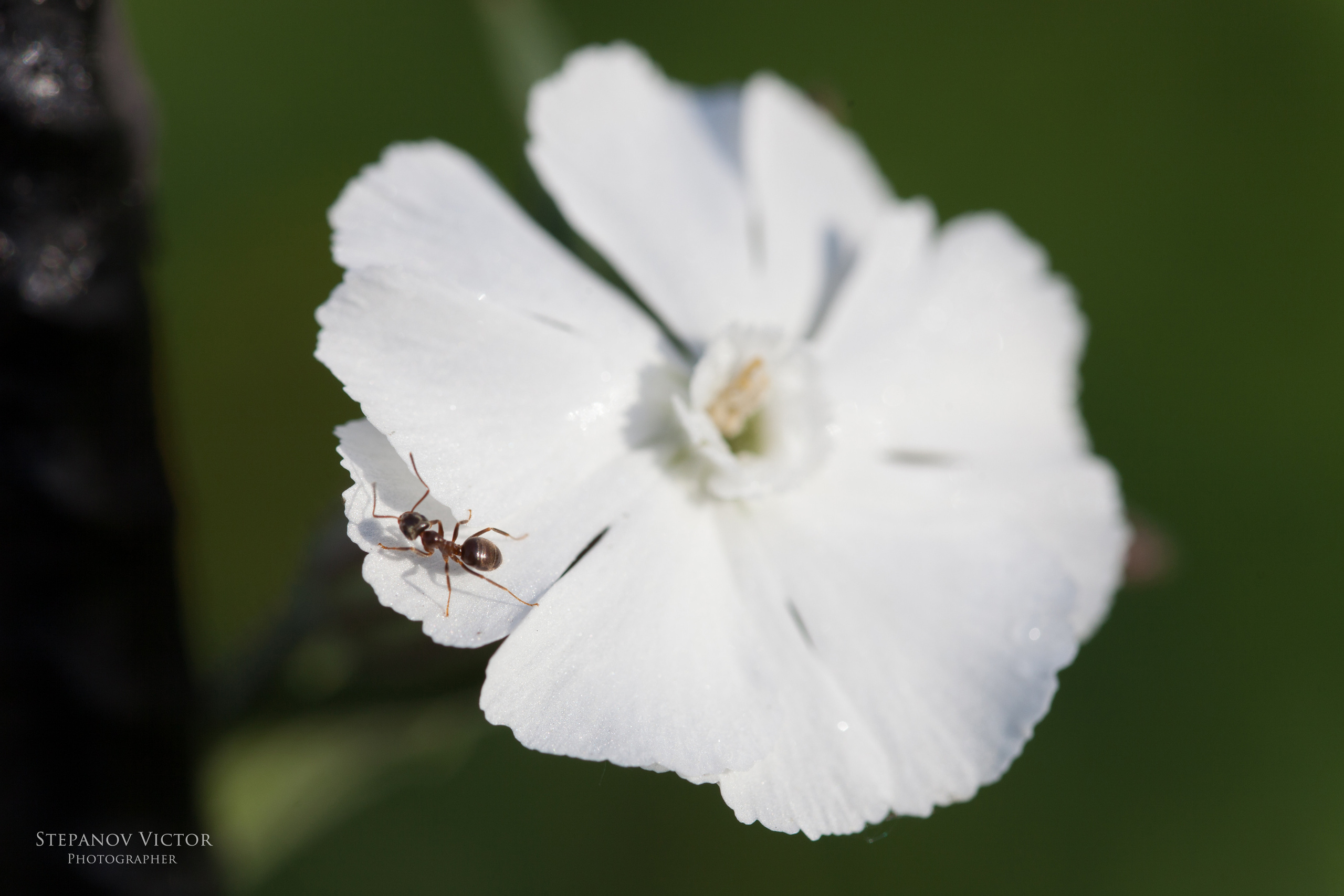 Фотографии животных Виктор Степанов. Фотограф Виктор Степанов