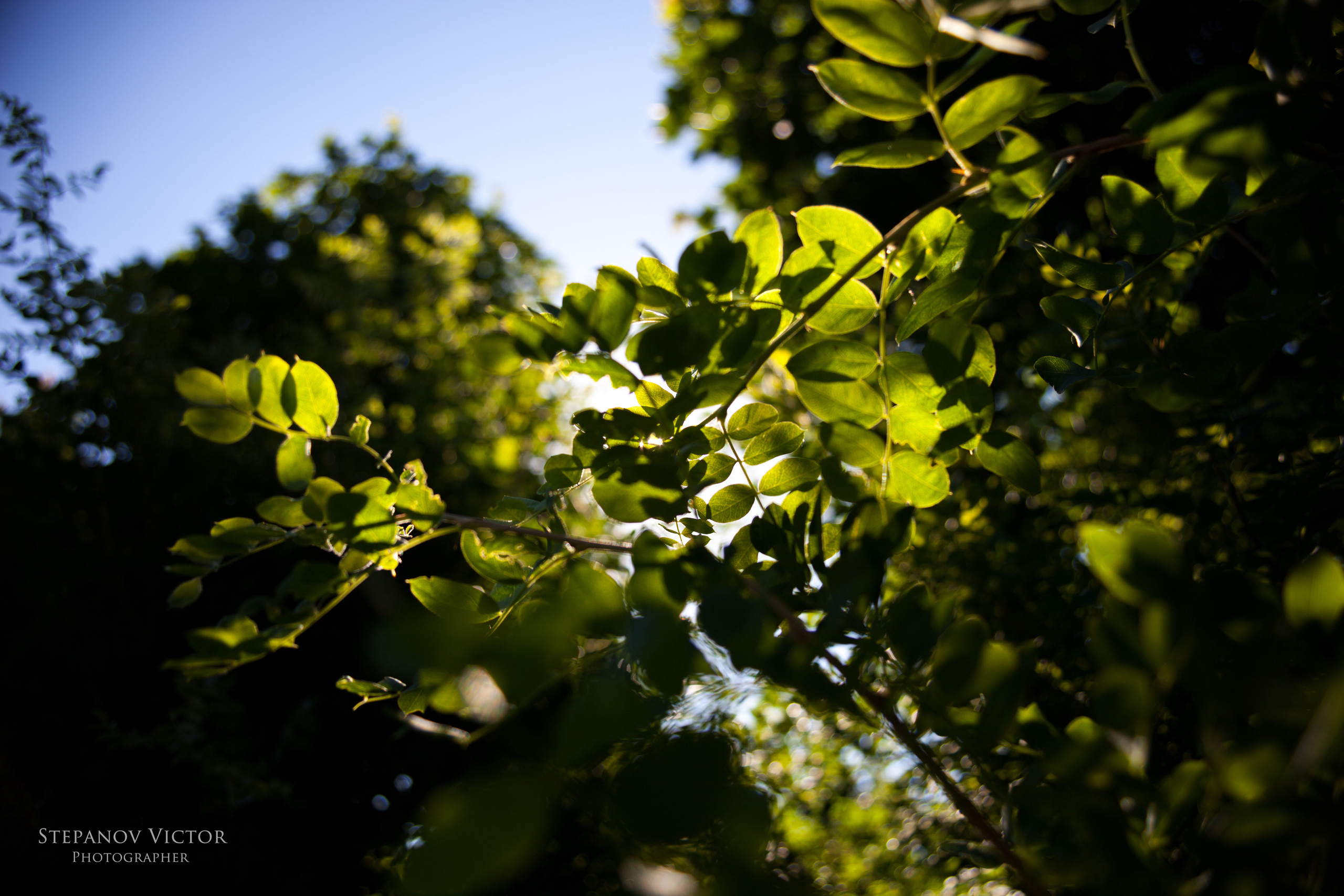 Фотографии растений Виктор Степанов. Фотограф Виктор Степанов