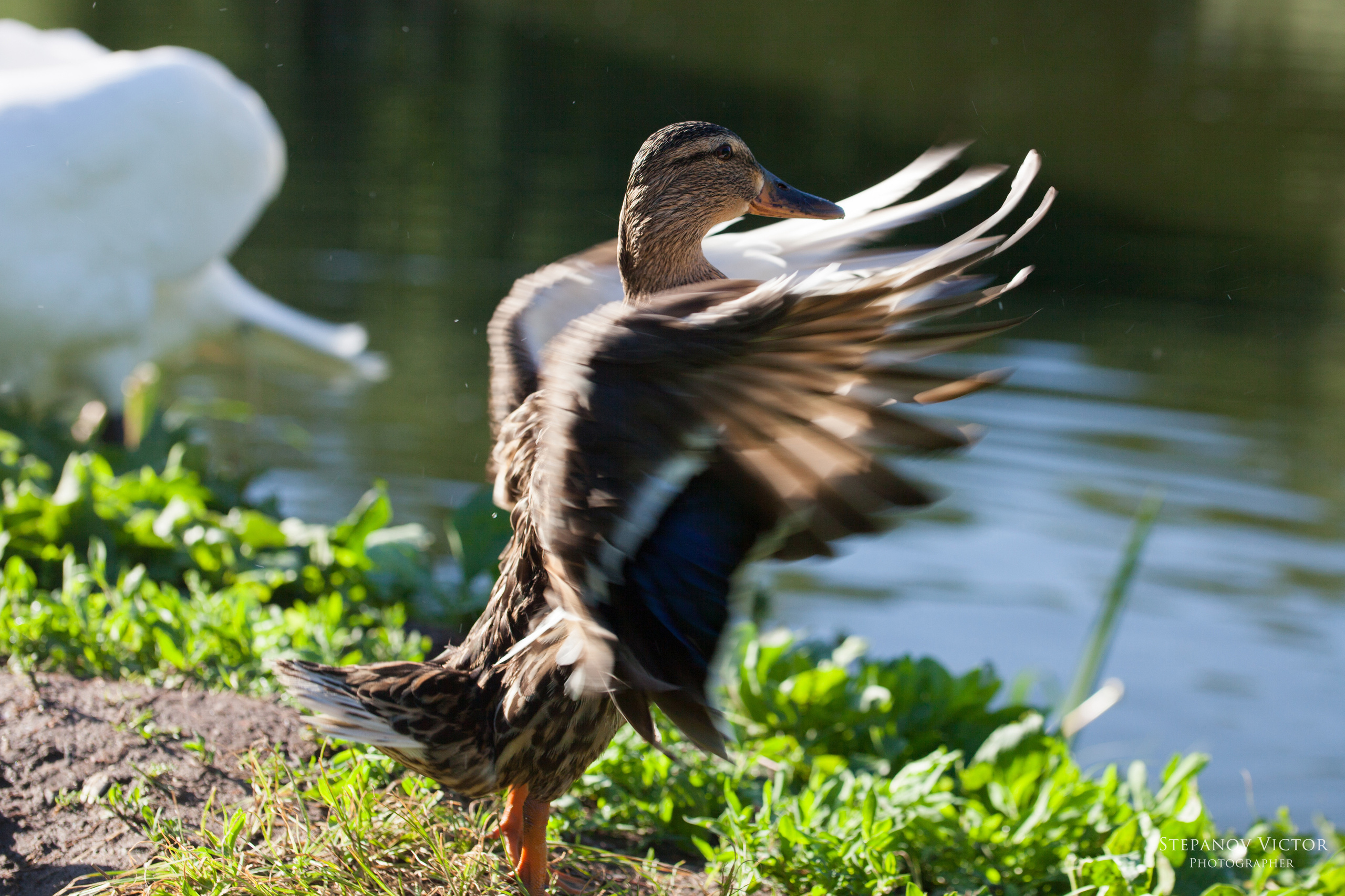Фотографии животных Виктор Степанов. Фотограф Виктор Степанов