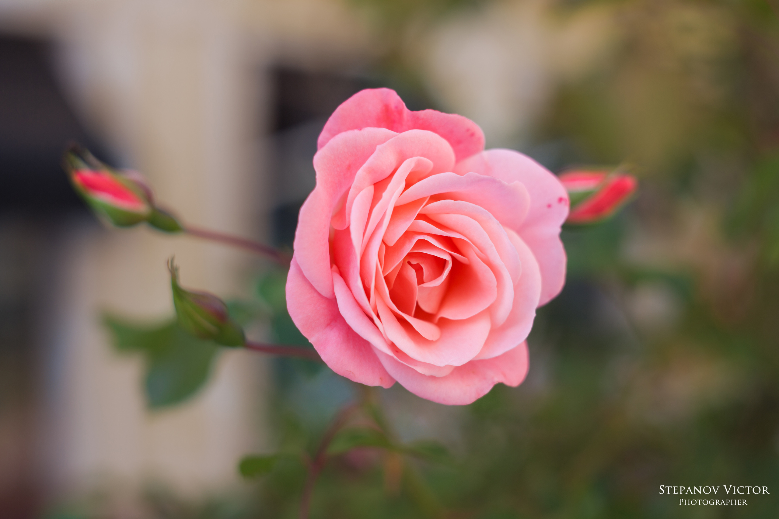 Фотографии растений Виктор Степанов. Фотограф Виктор Степанов