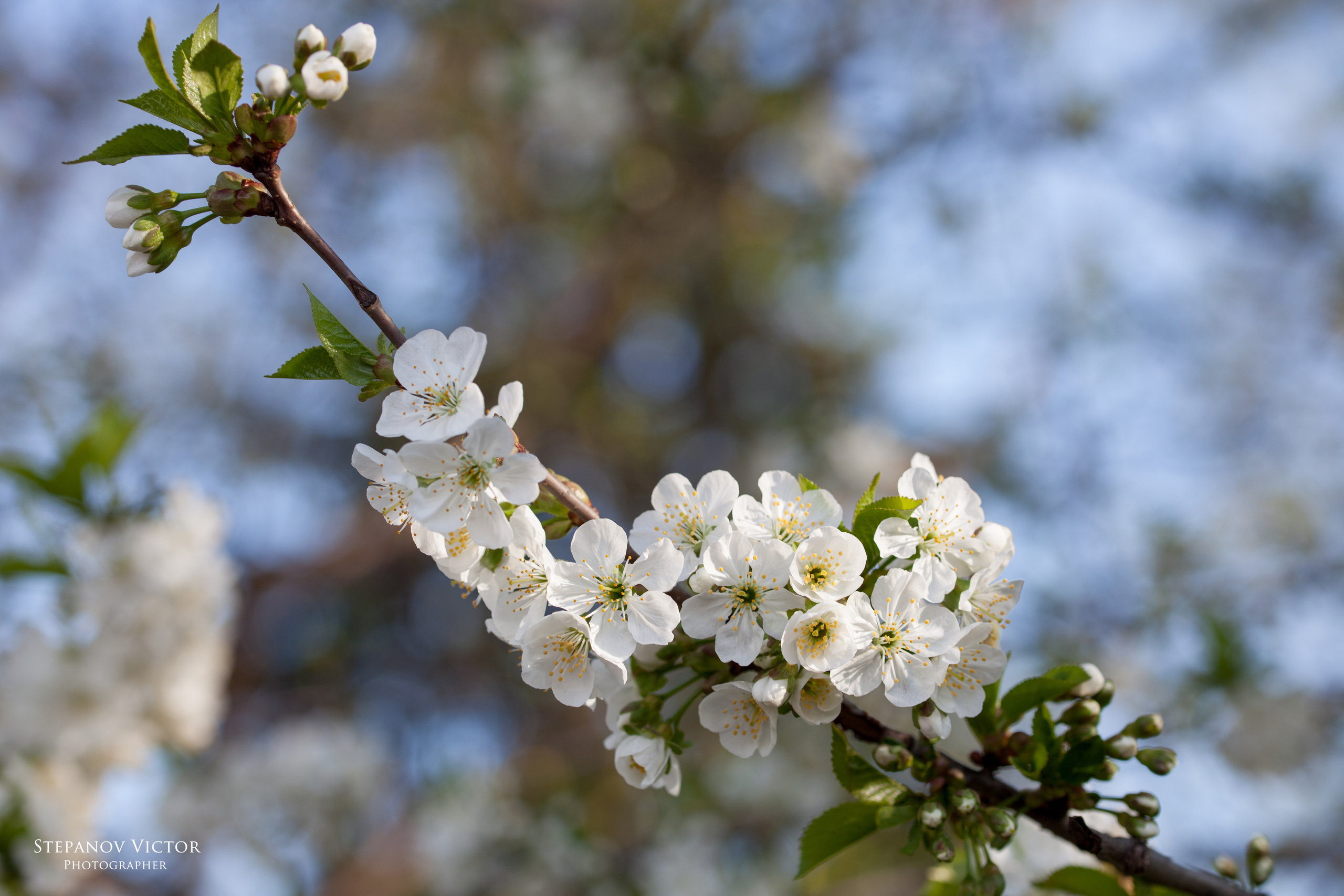Фотографии растений Виктор Степанов. Фотограф Виктор Степанов