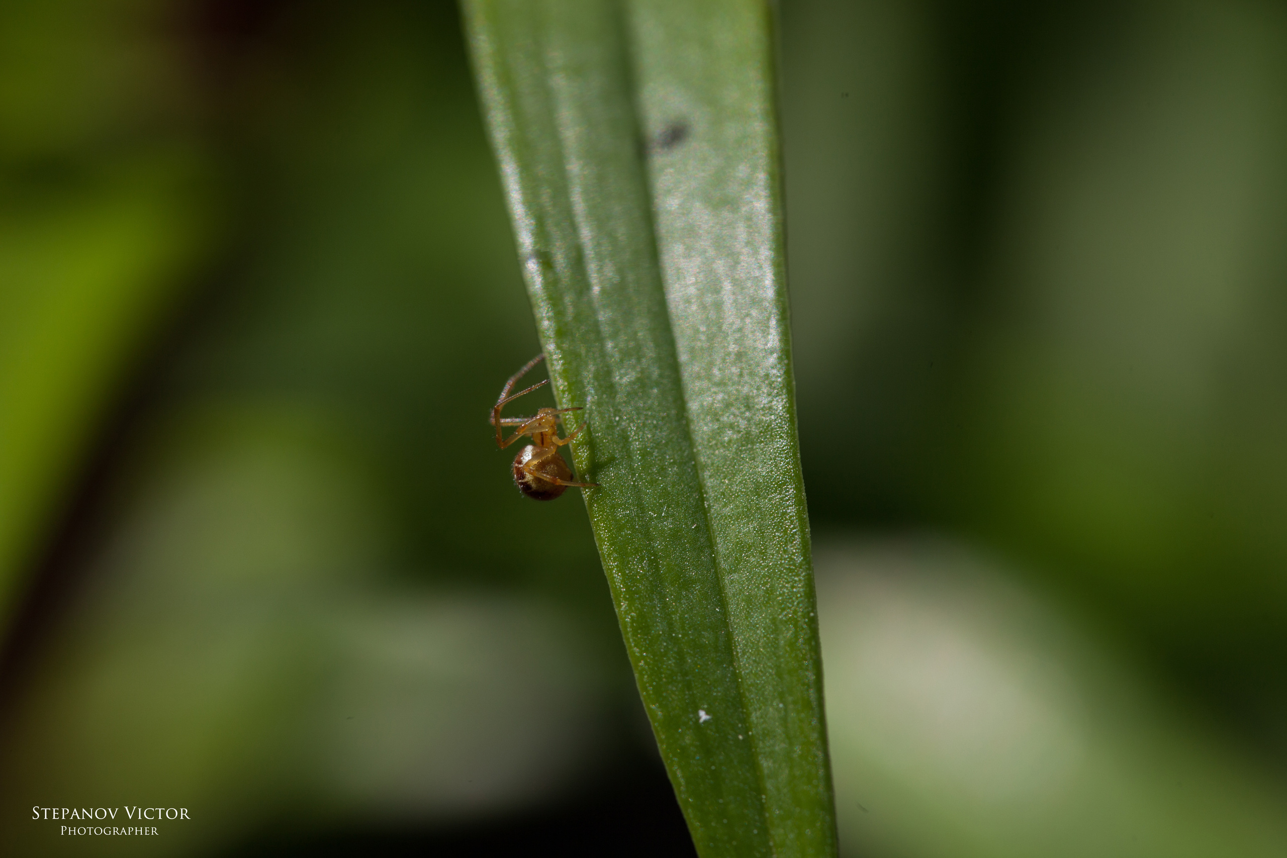 Фотографии животных Виктор Степанов. Фотограф Виктор Степанов