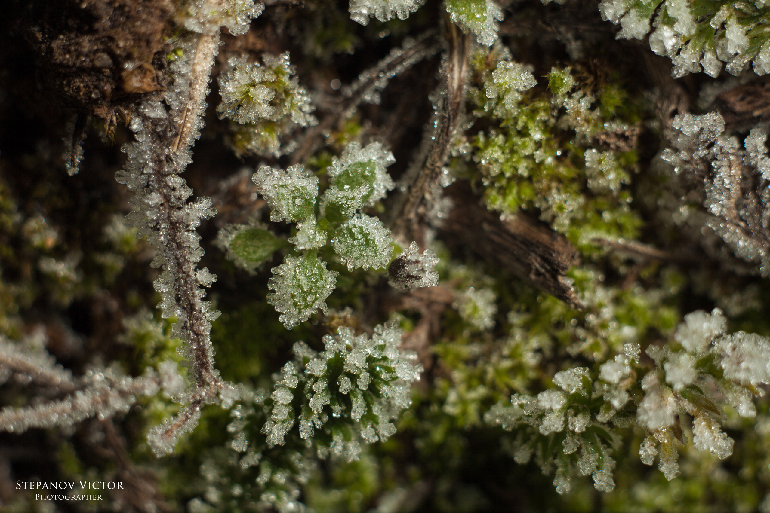 Макро. Фотограф Виктор Степанов