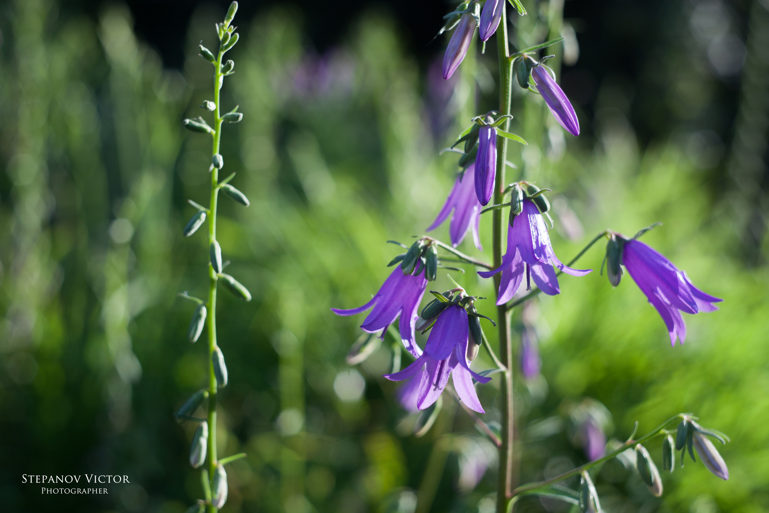 Фотографии растений Виктор Степанов. Фотограф Виктор Степанов