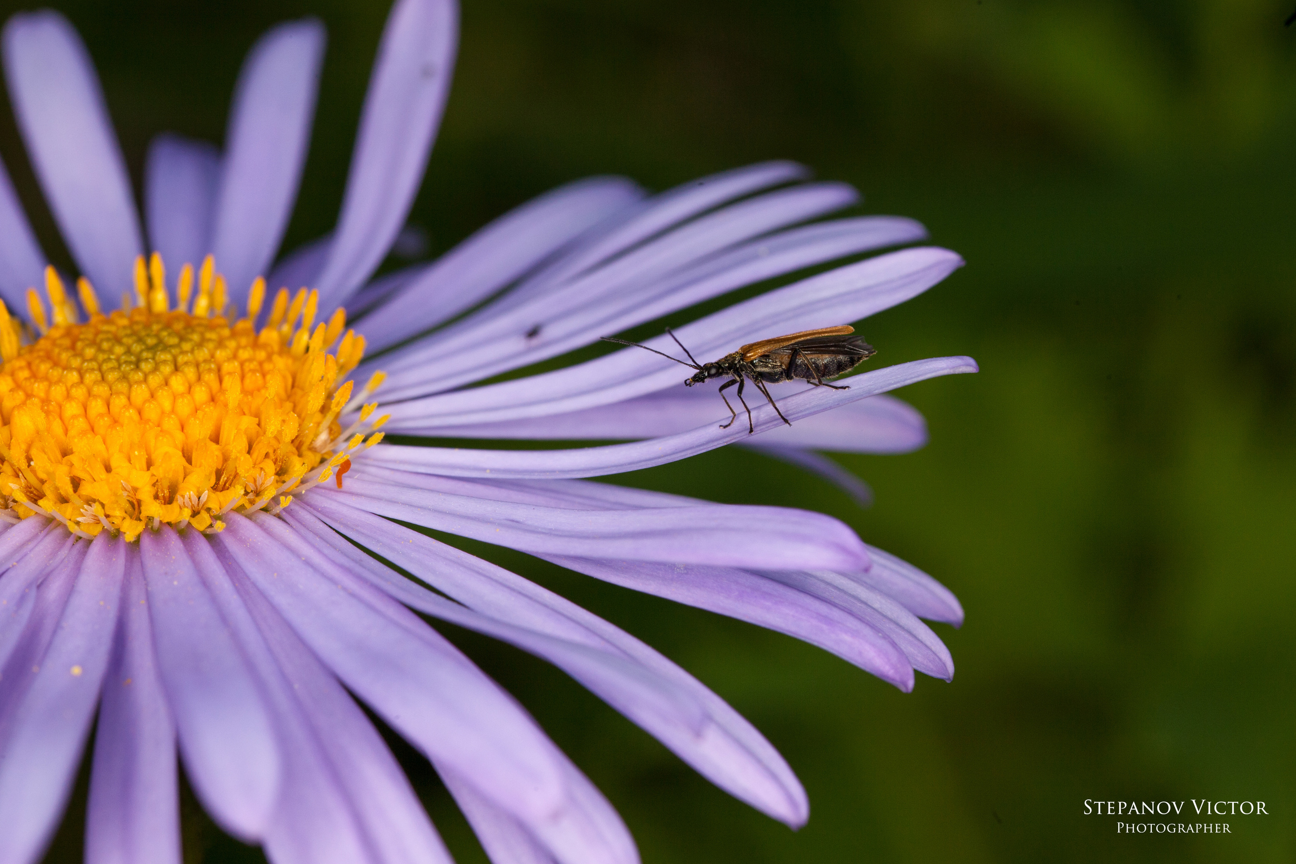 Макро. Фотограф Виктор Степанов