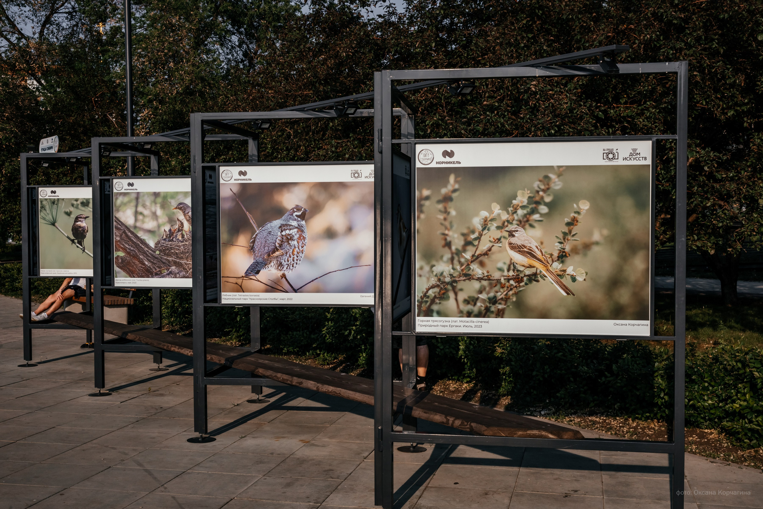 Выставка «Птицы Сибири». Фотограф в Красноярске Оксана Корчагина