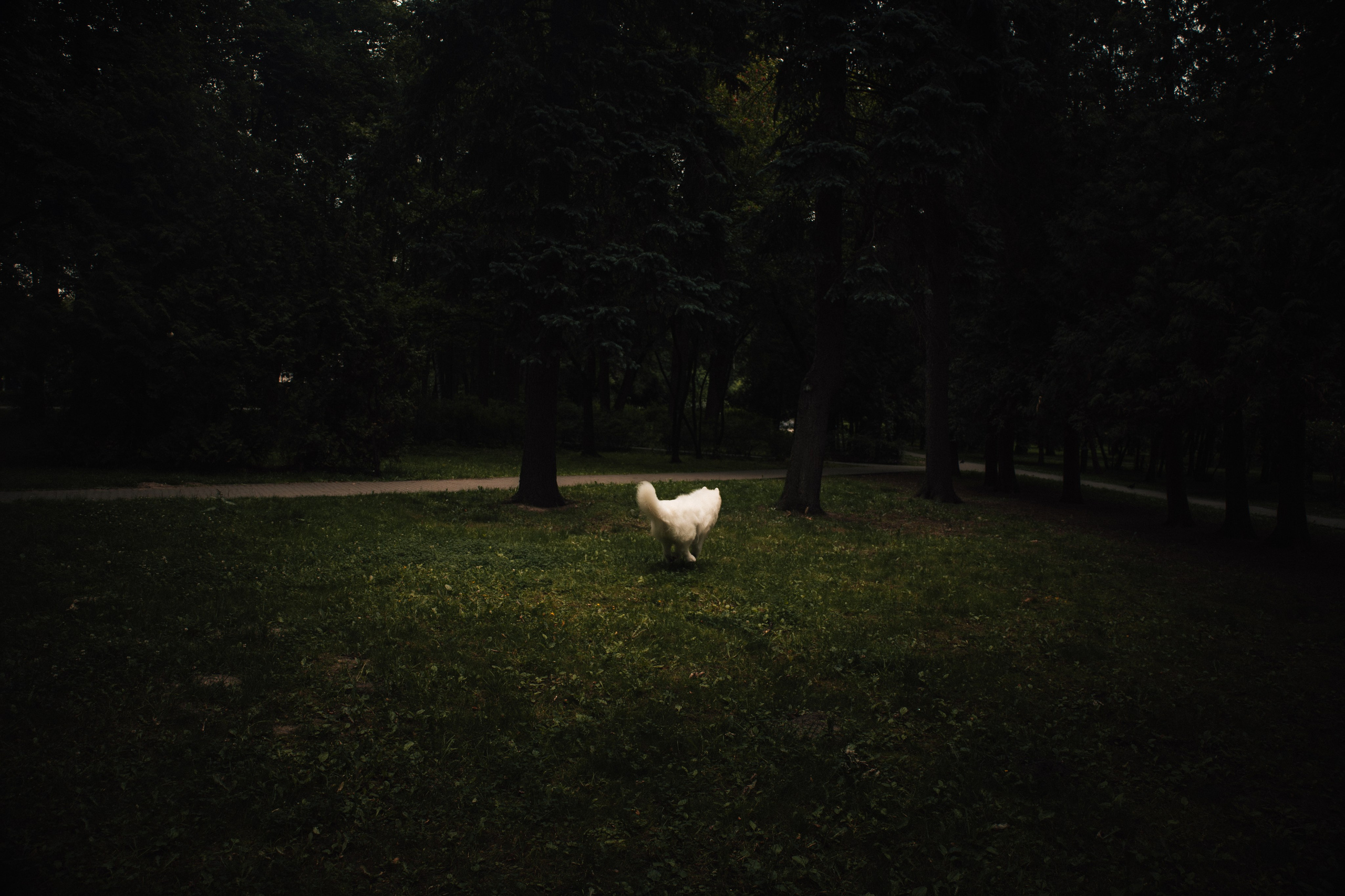 Прогулочная фотосессия девушки в парке с собакой самоедом. Фотограф-анималист в Москве Екатерина Тихонова