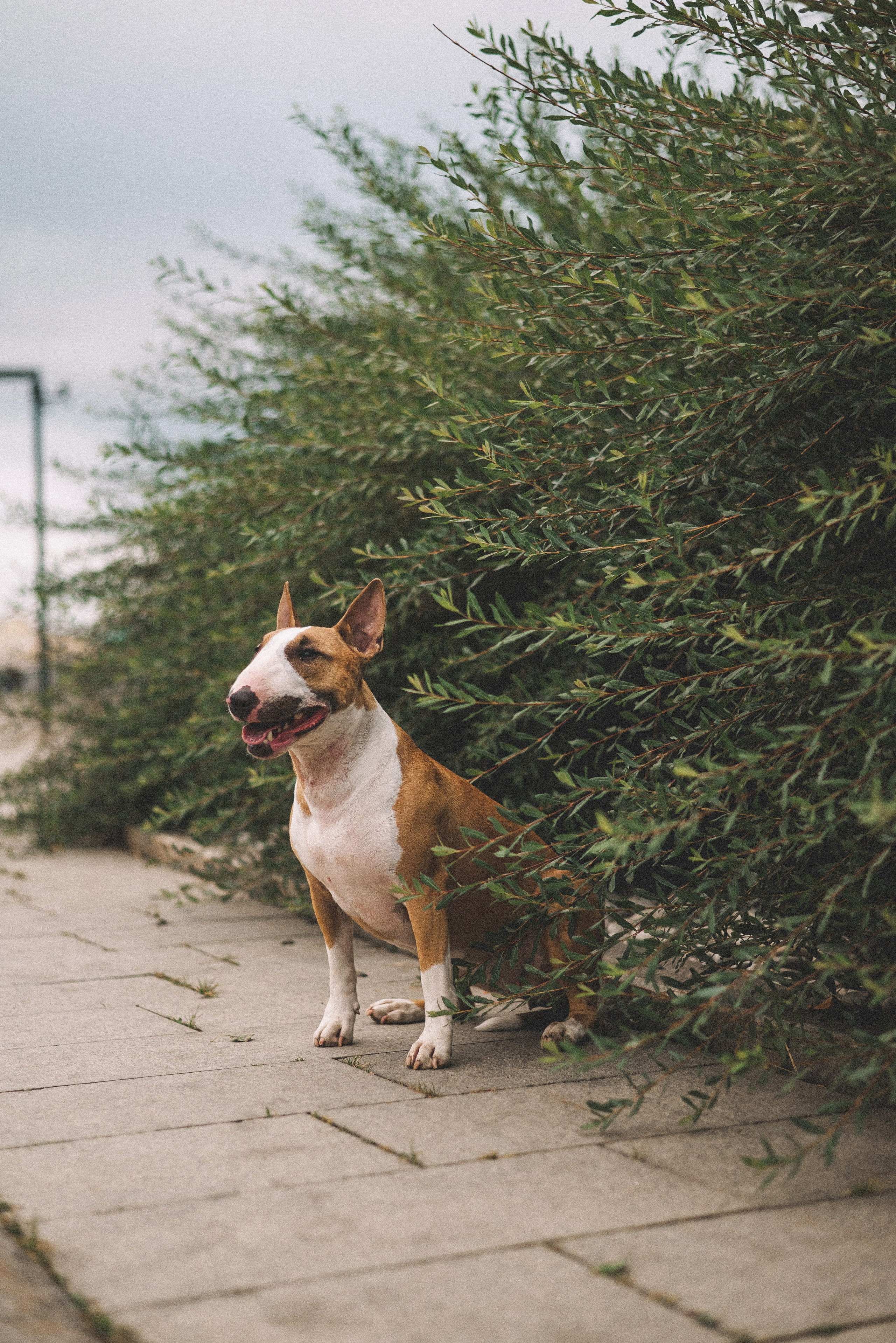 Маша и Рулька. Фотограф-анималист Богданова Полина