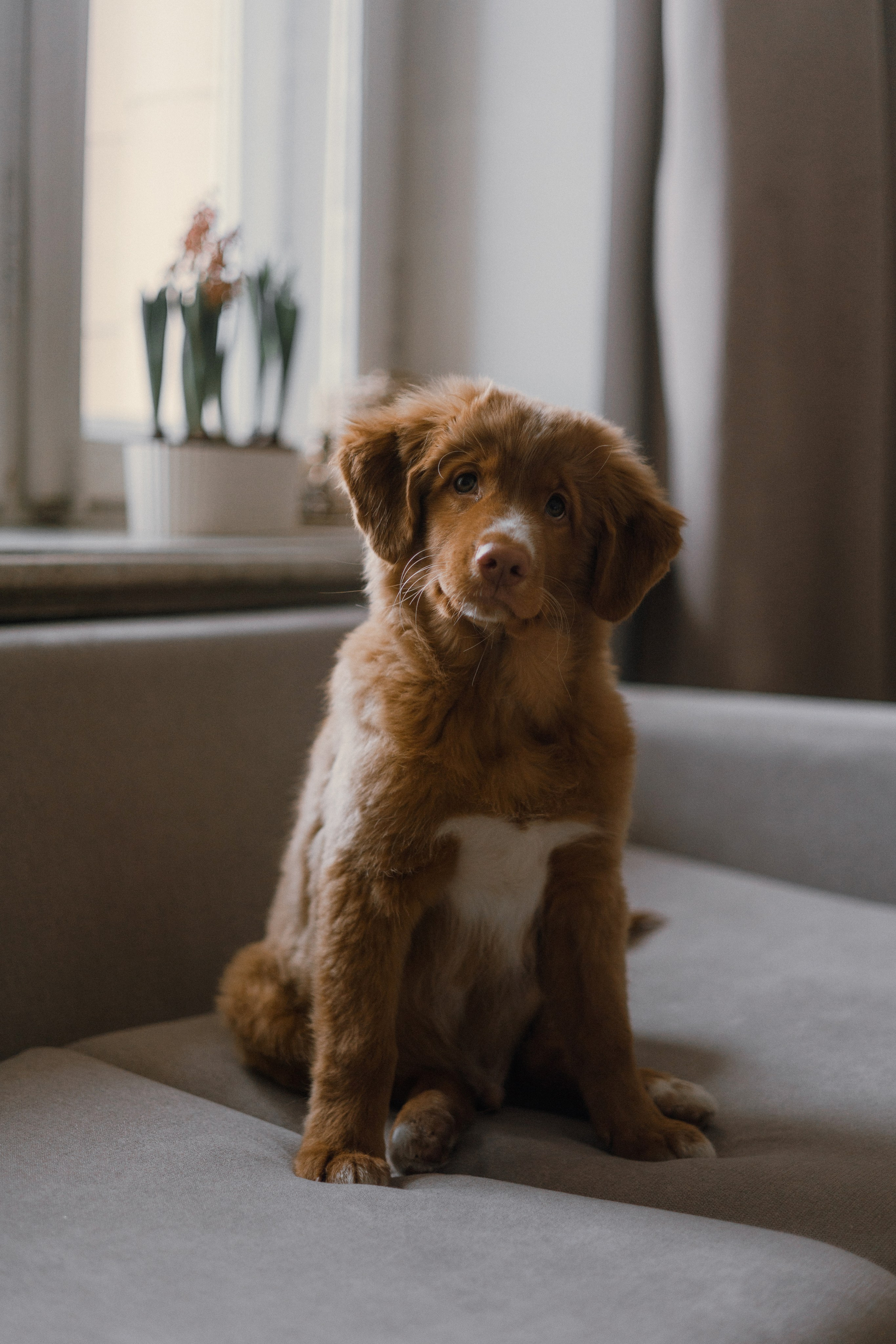 Маша, Одди и Нэвил. Фотограф-анималист Богданова Полина