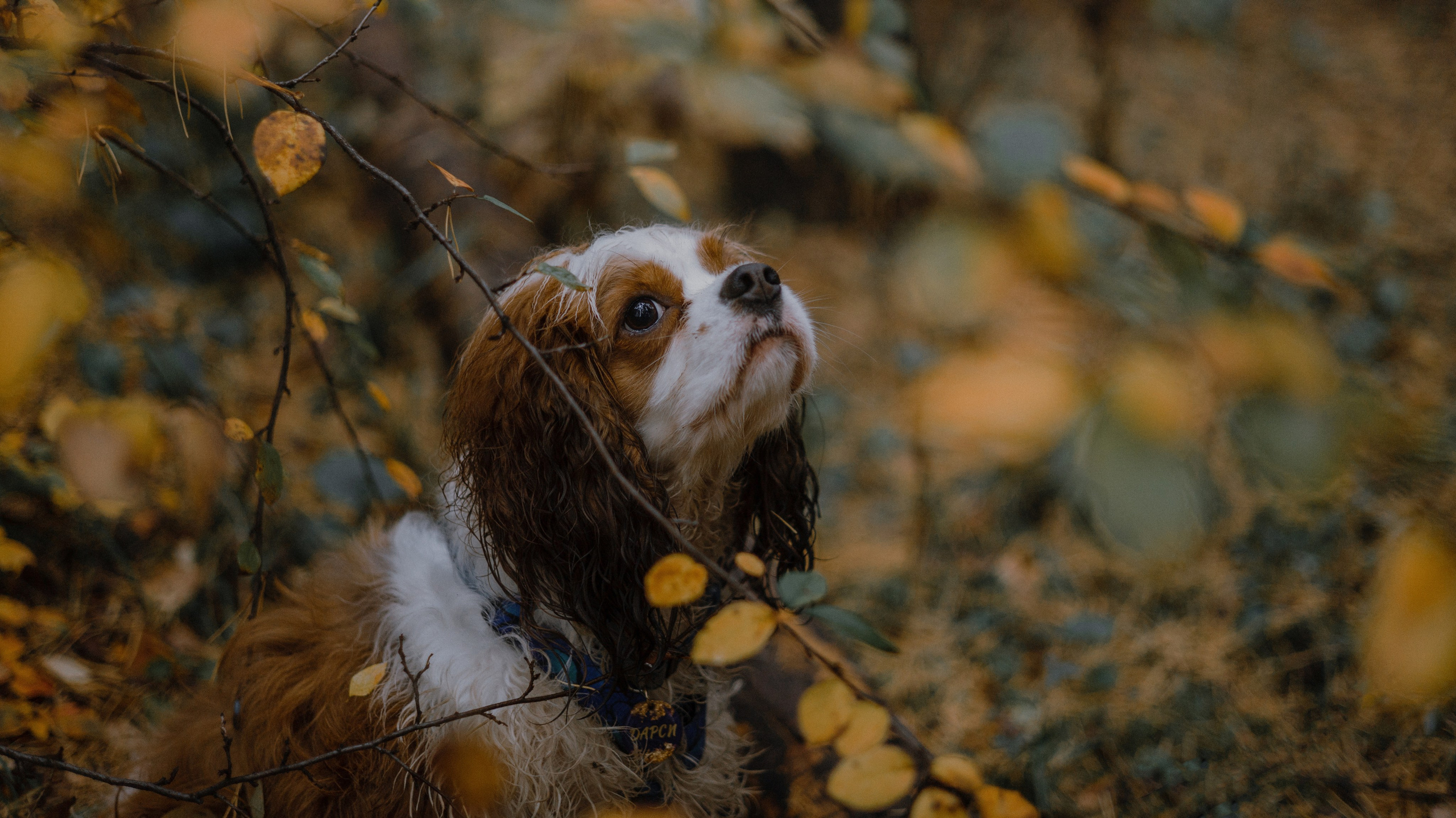 Маша и Дарси. Фотограф-анималист Богданова Полина