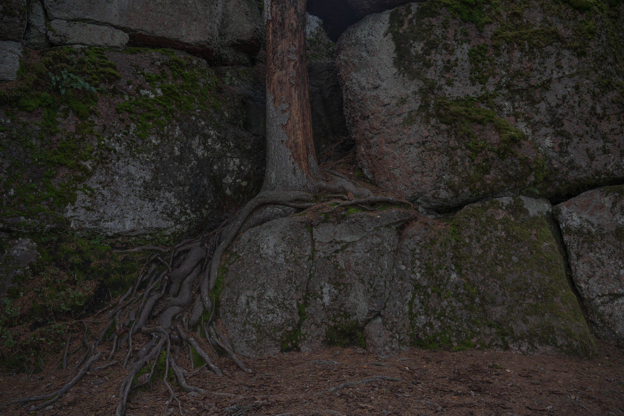 Monrepos. Shyjungle's Portfolio