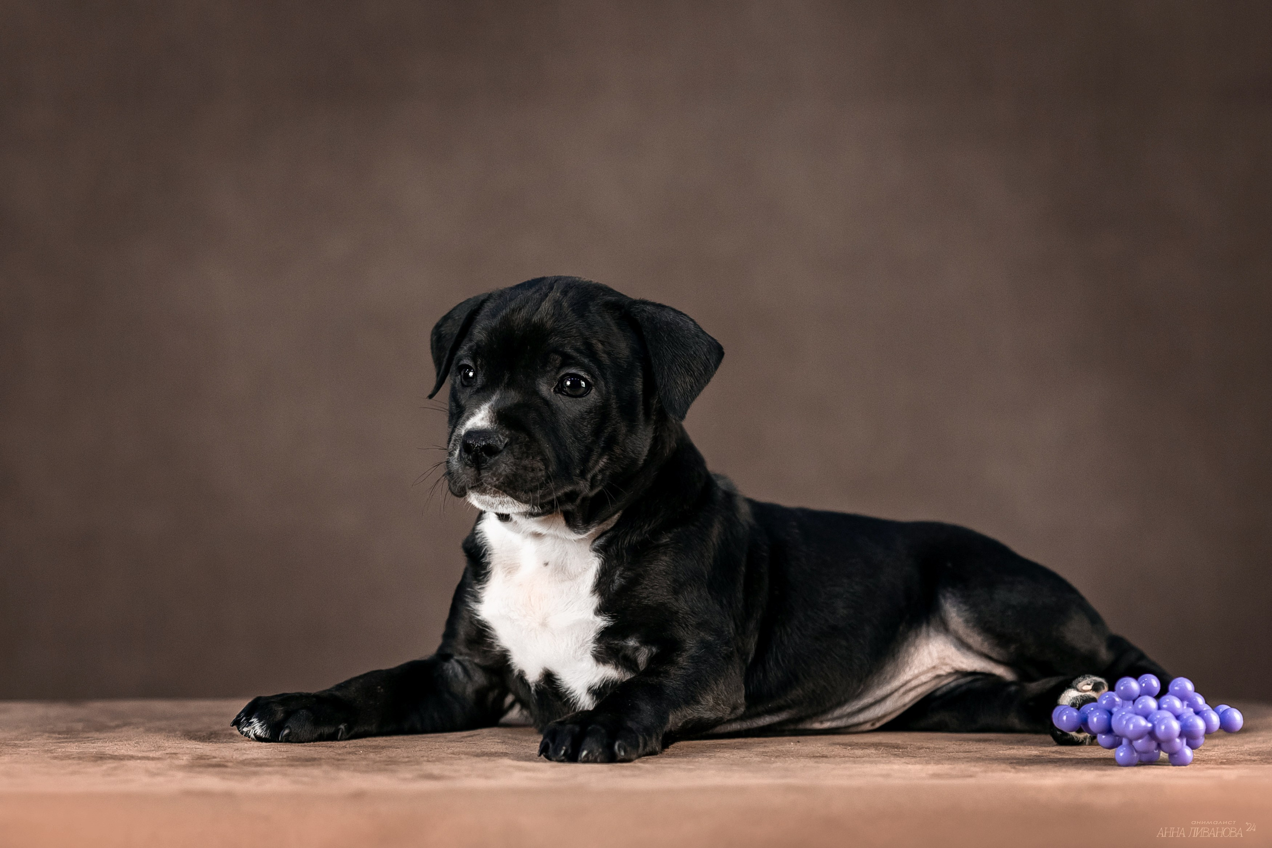 Стаффи. Фотограф анималист Аня Ливанова | Рыбинск